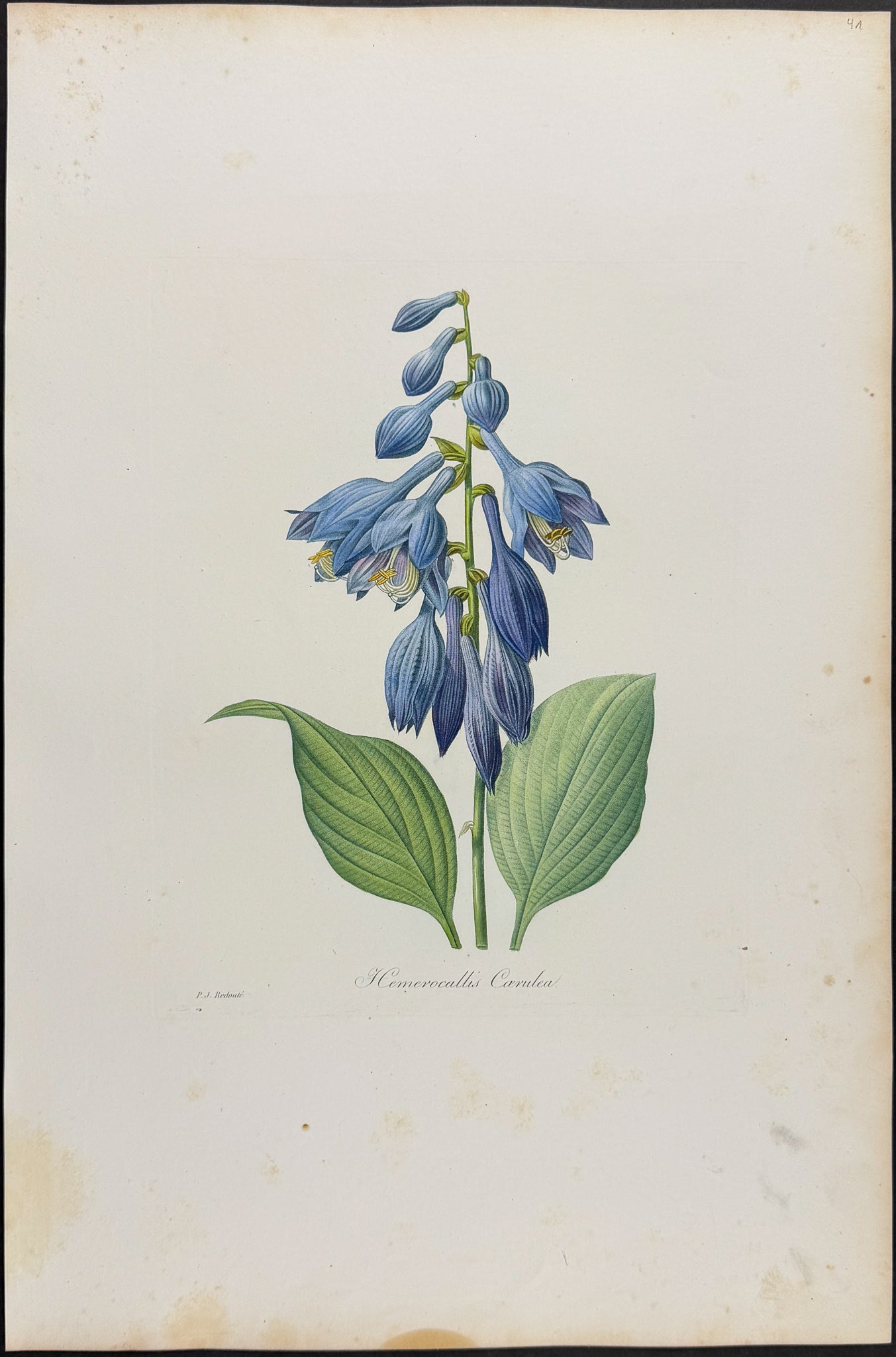 Blue Day Lily [Hemerocallis Caerulea]