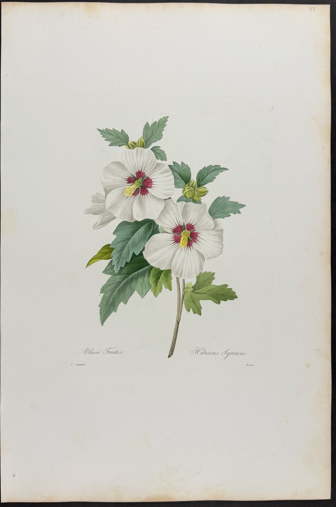 Rose of Sharon [Hibiscus Syriacus or Althea Frutex]