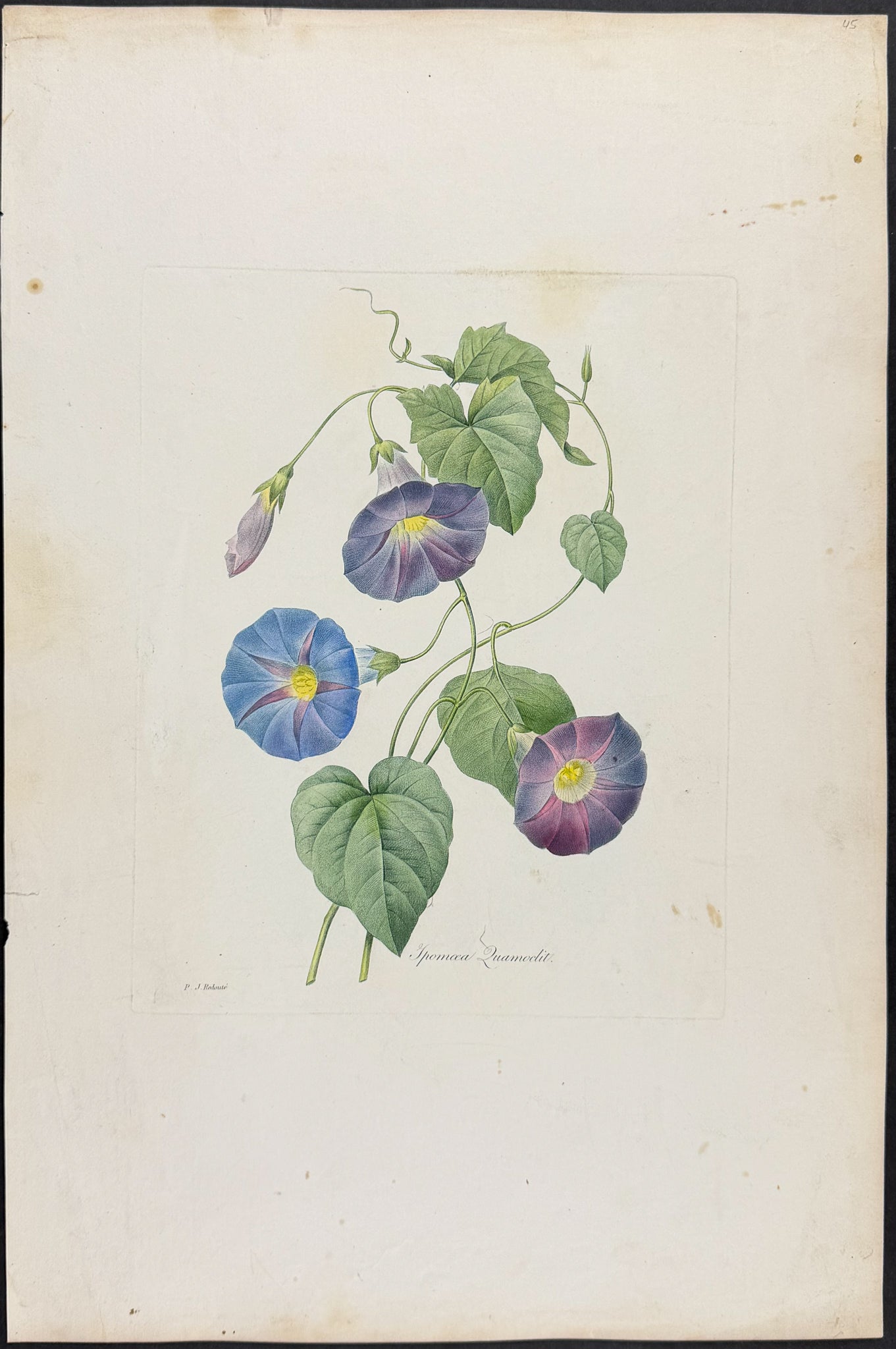 Cypress Vine or Morning Glory [Ipomaea Quamodit]