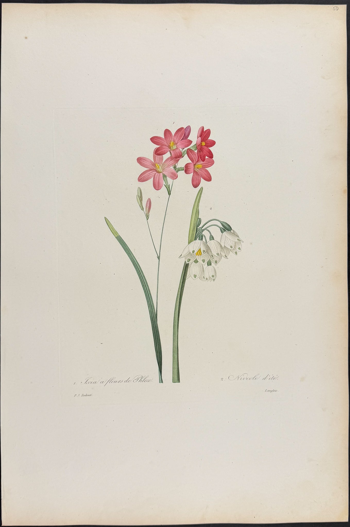 Corn Lily [Ixia a fleurs de Phlox]