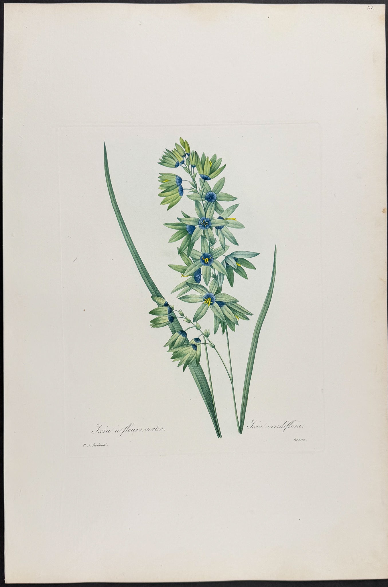 Corn Lily [Ixia a fleurs vertes]