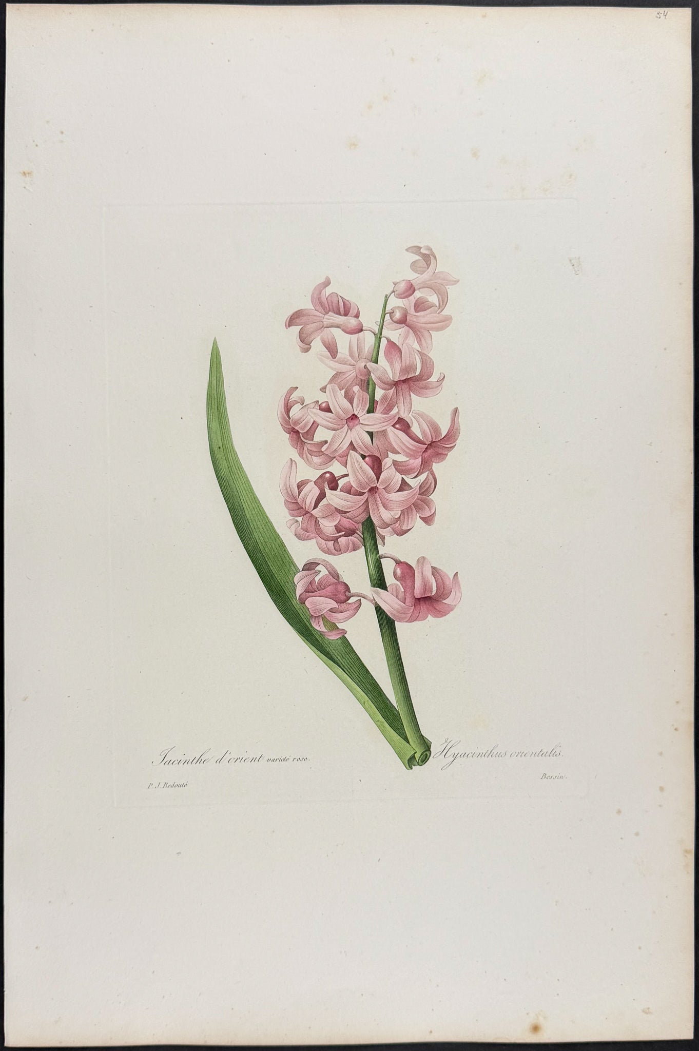 Hyacinth [Jacinthe d'Orient]