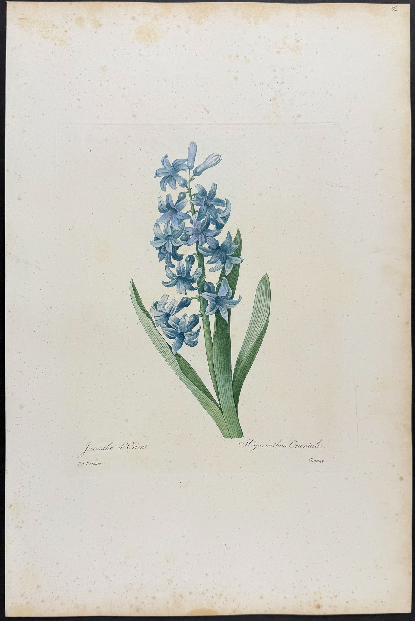 Hyacinth [Jacinthe d'Orient]