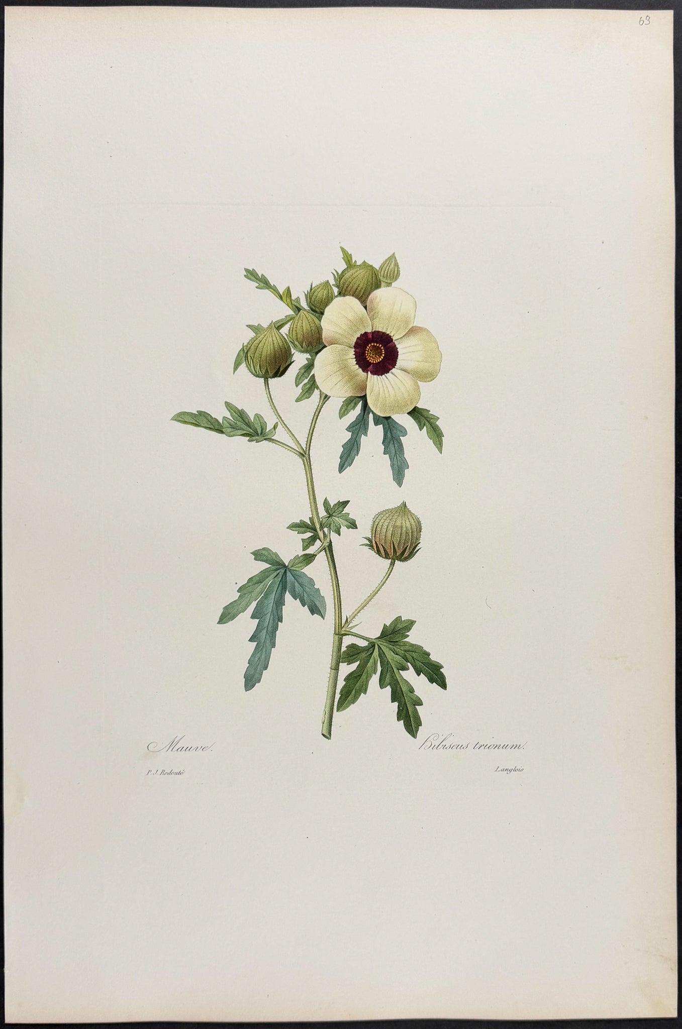 Flower-of-an-hour [Hibiscus trionum]