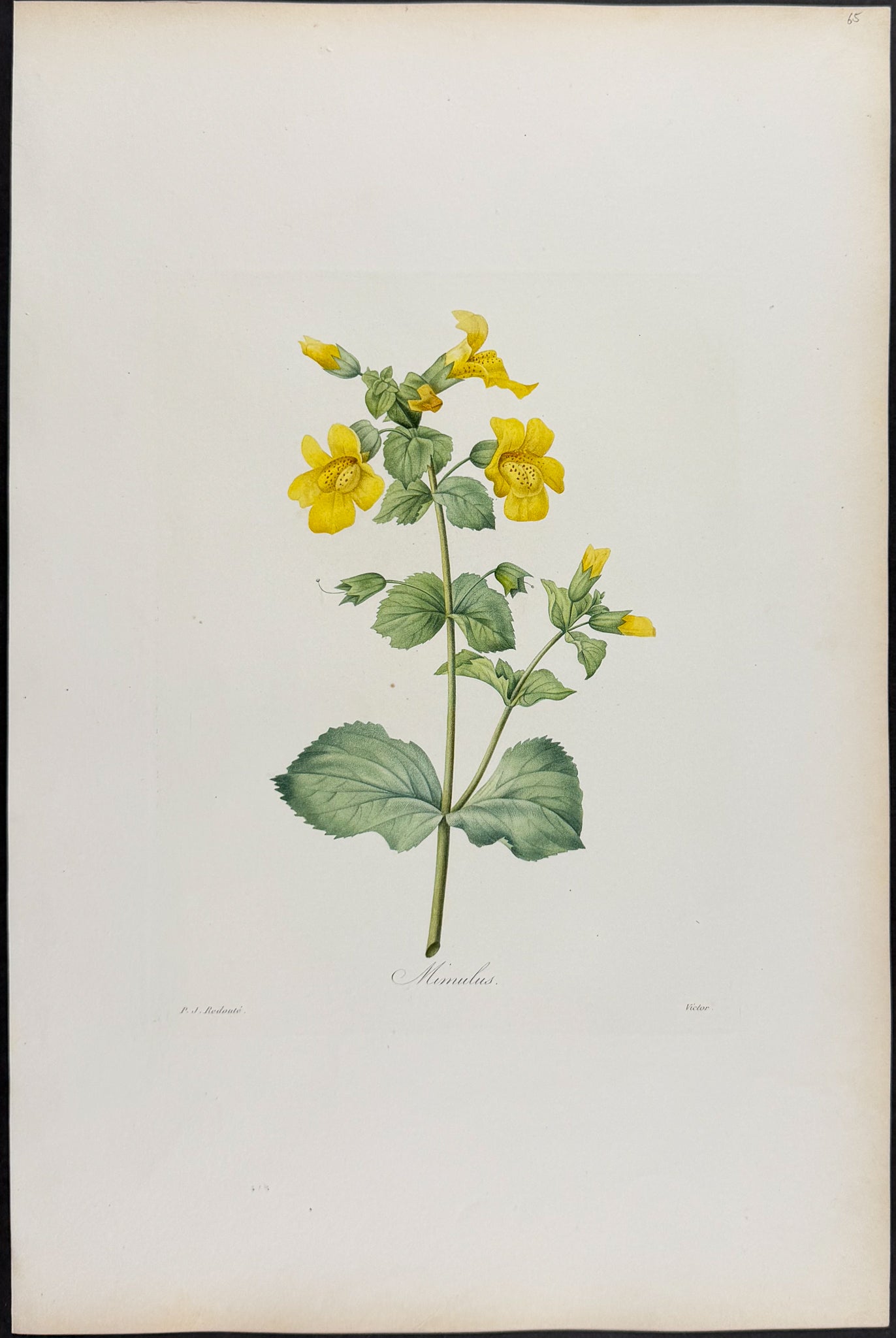 Monkeyflower [Mimulus]