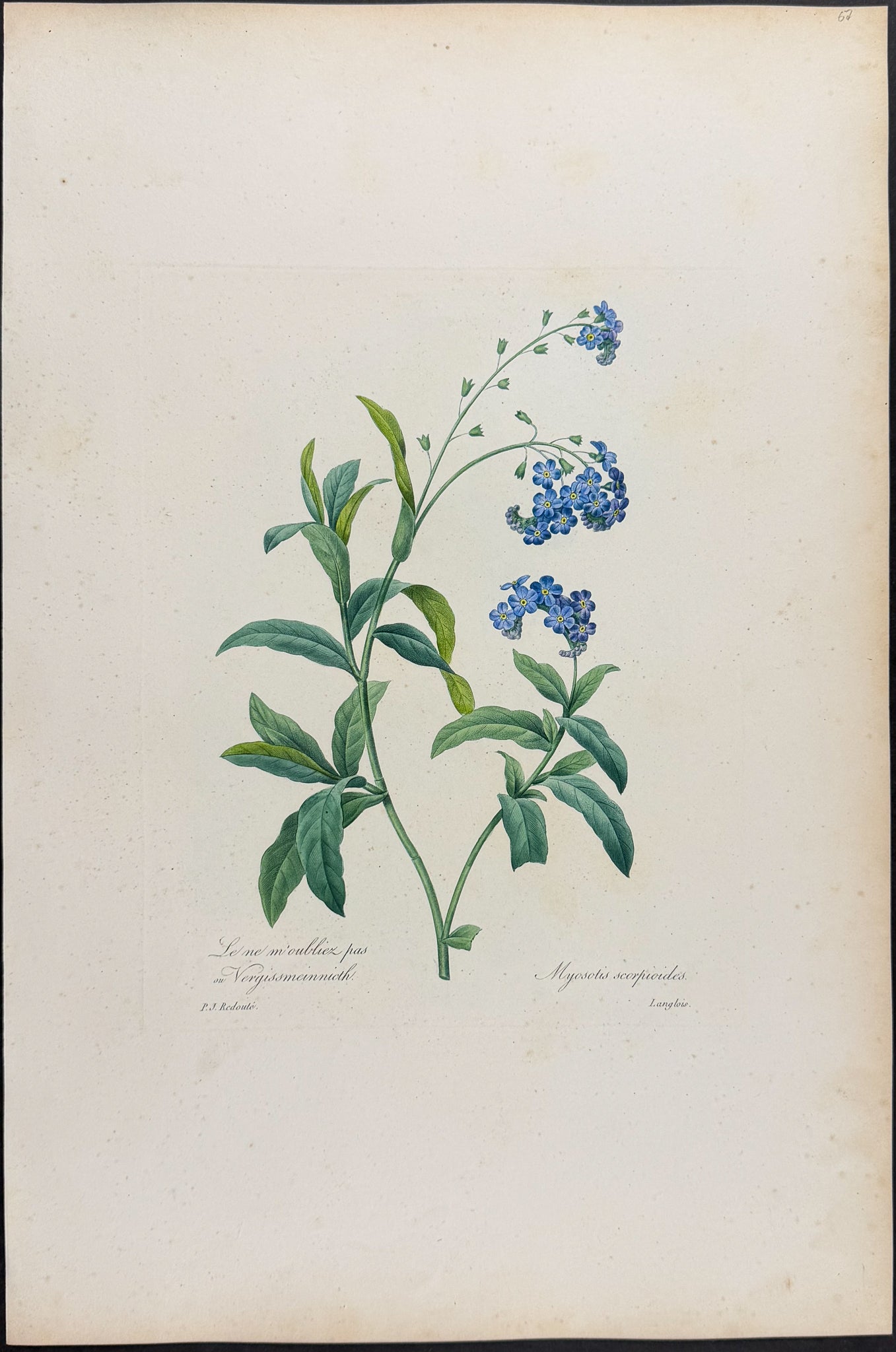 Water Forget-me-not [Myosotis scorpiodes]