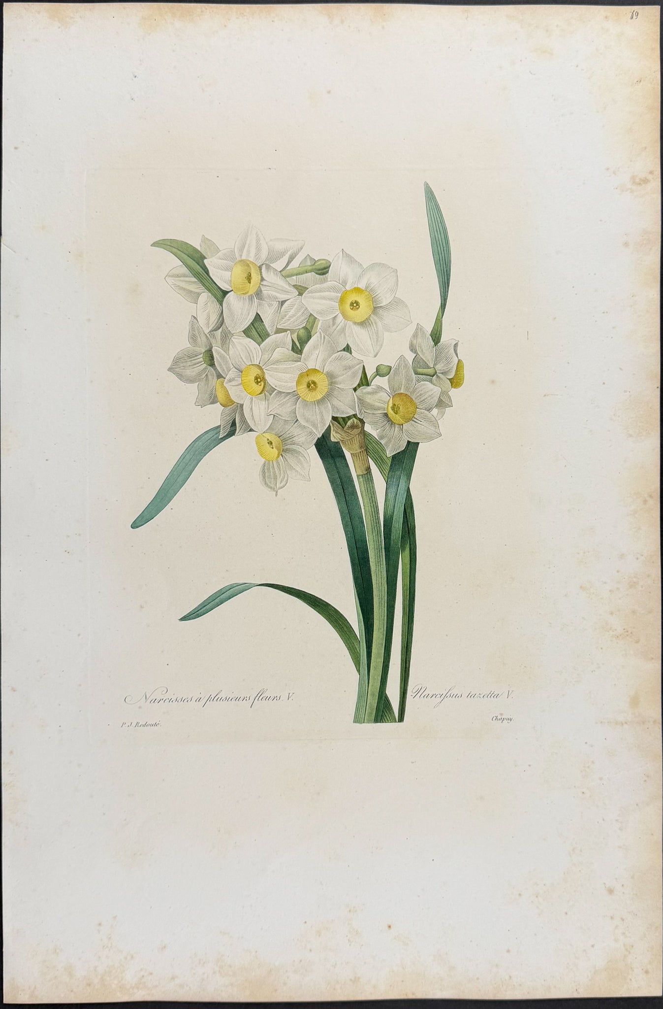 Daffodil [Narcissus taxetta]