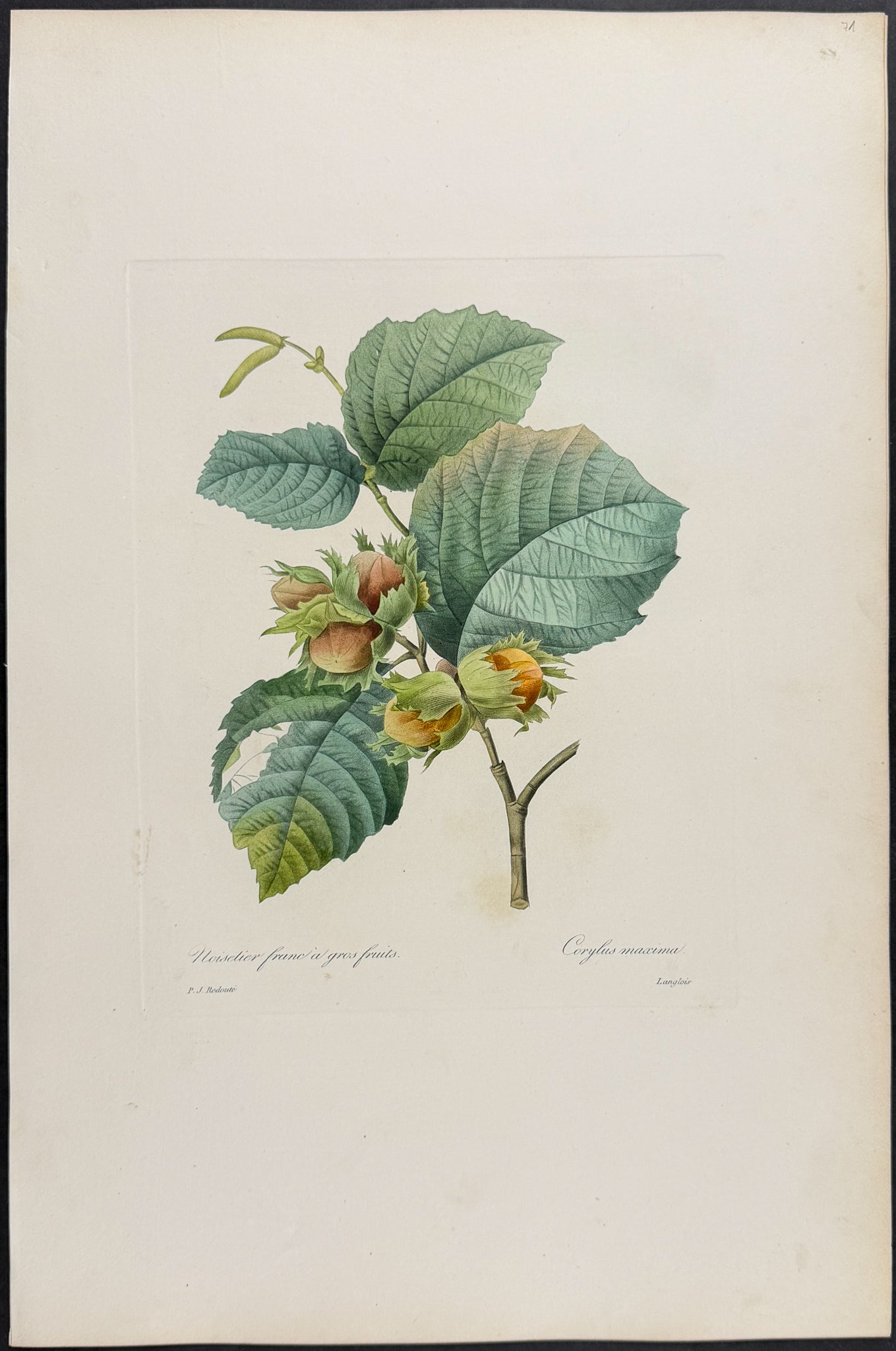 Filbert [Corylus maxima]