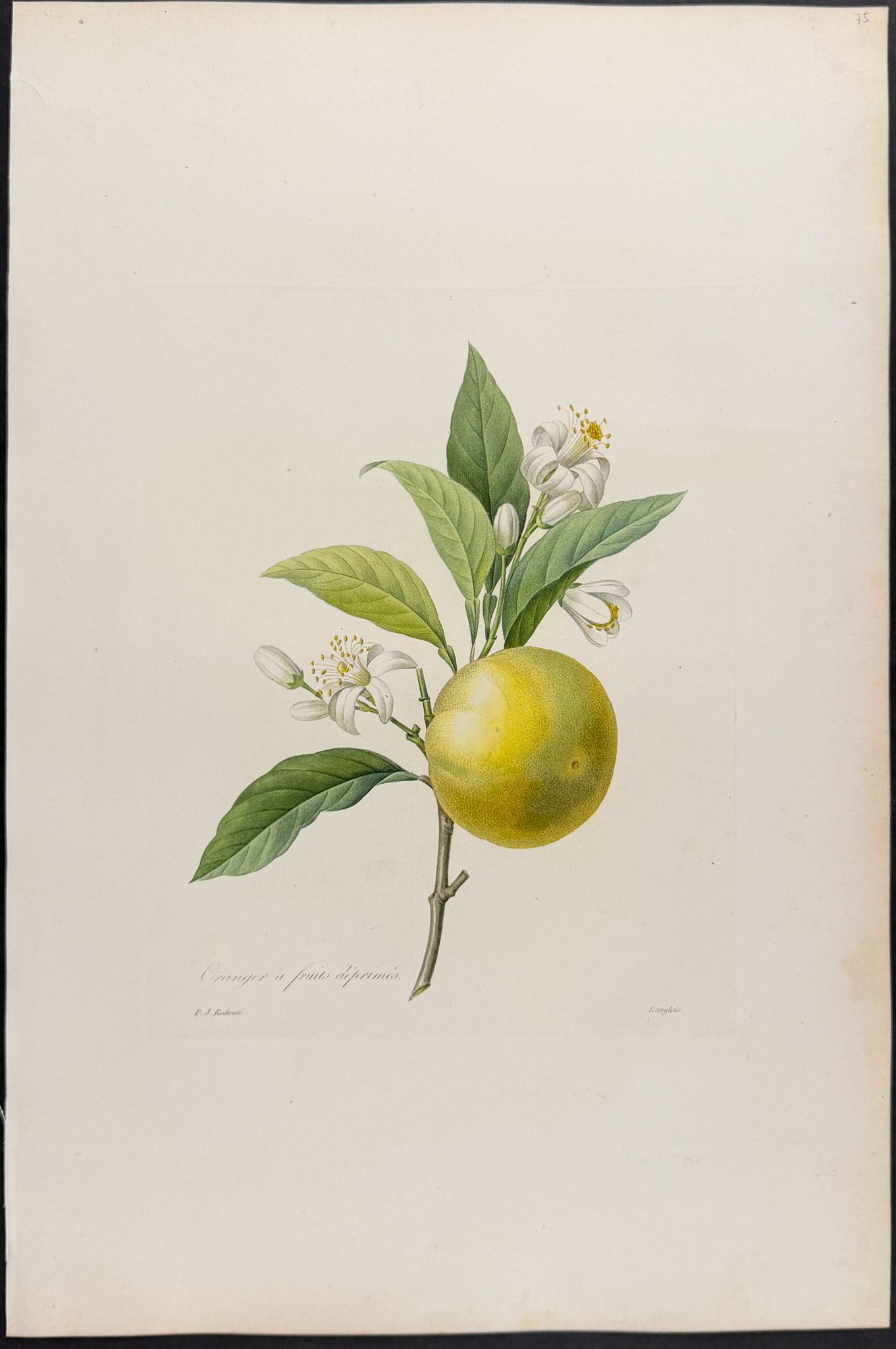 Orange [Oranger a fruits deprimes]