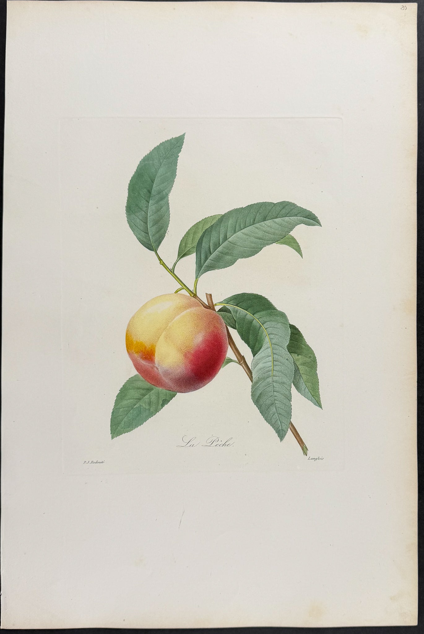 Peach [La Peche]