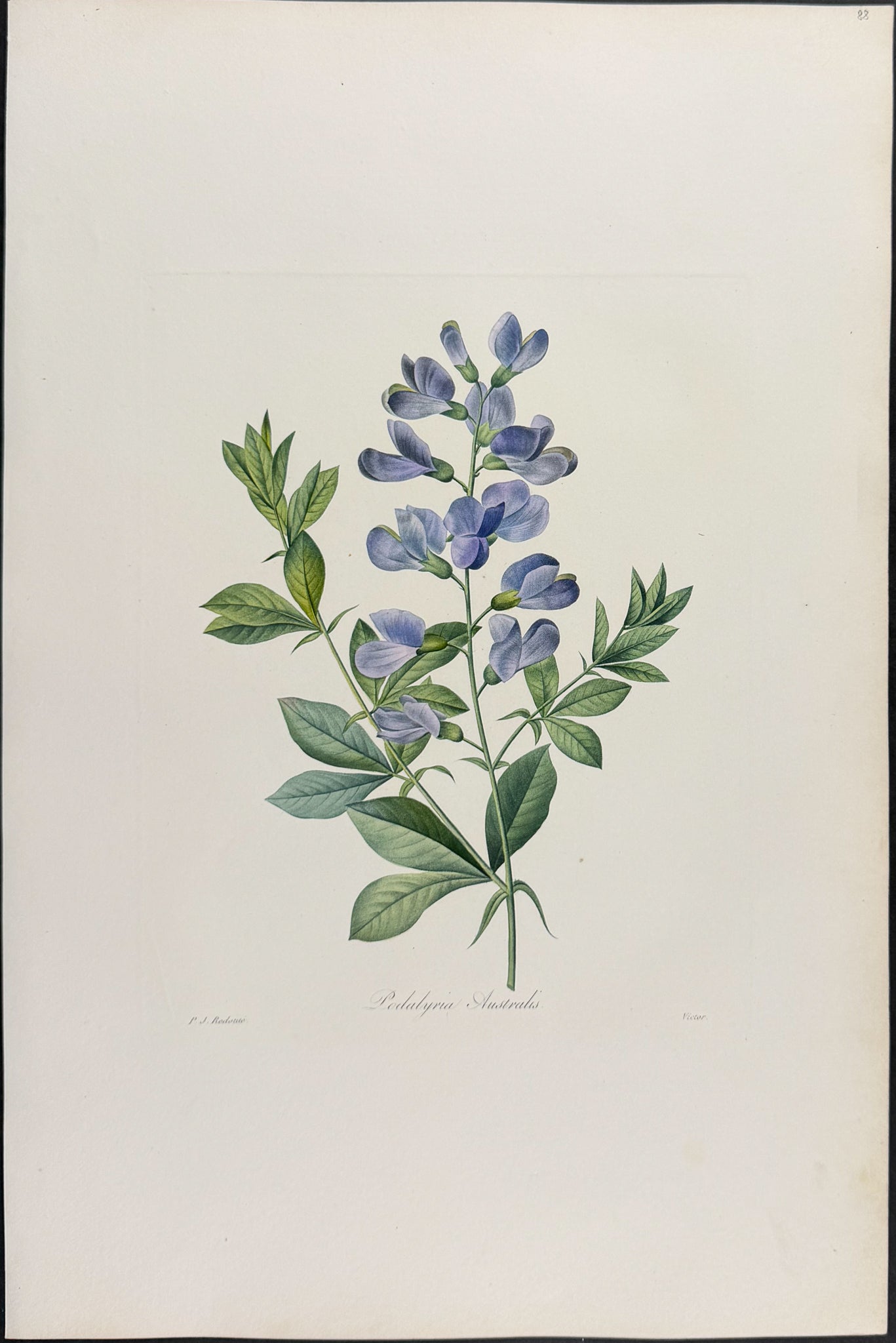 Blue Wild Indigo [Podalyria Australis]