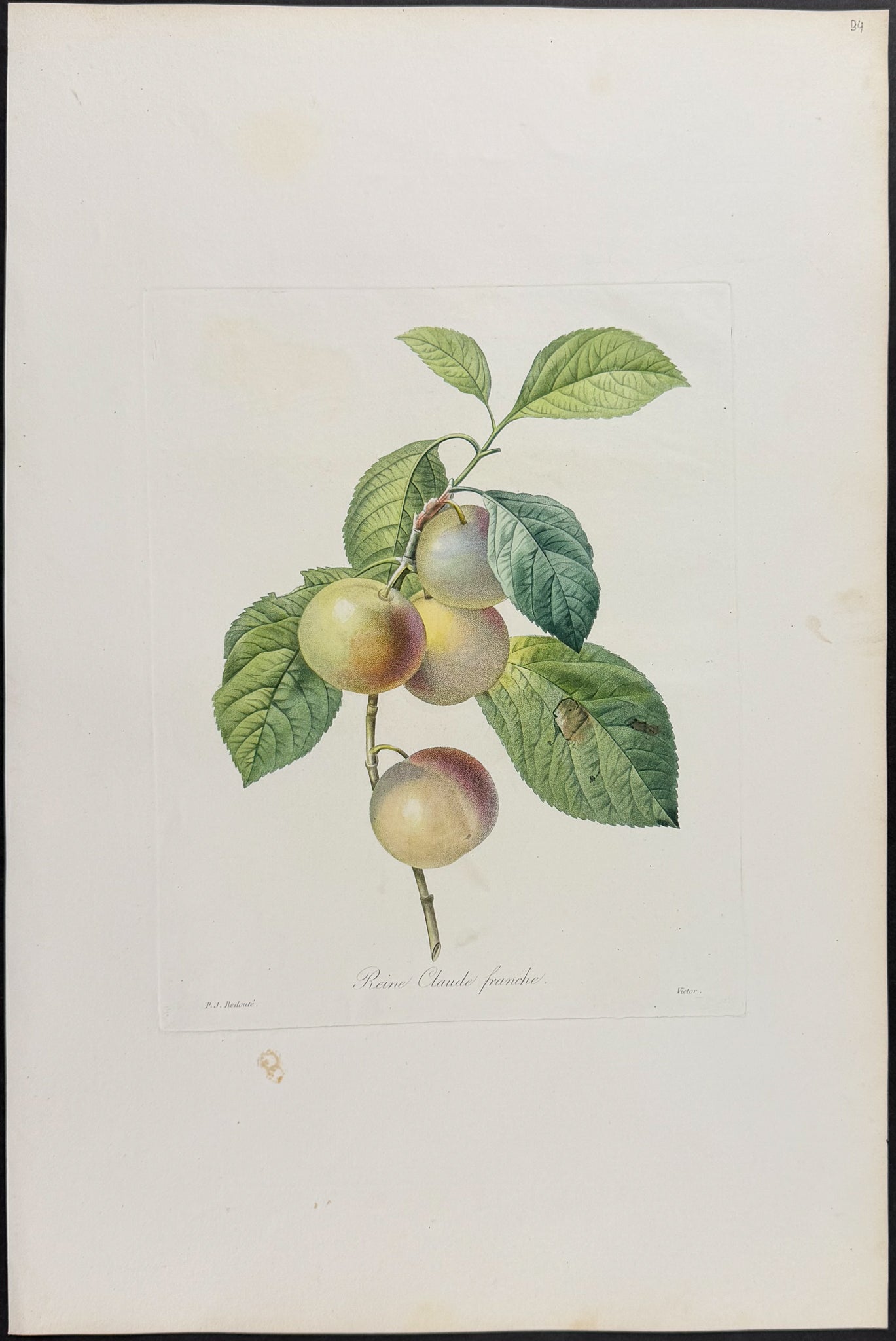 Plum [Reine Claude franche]