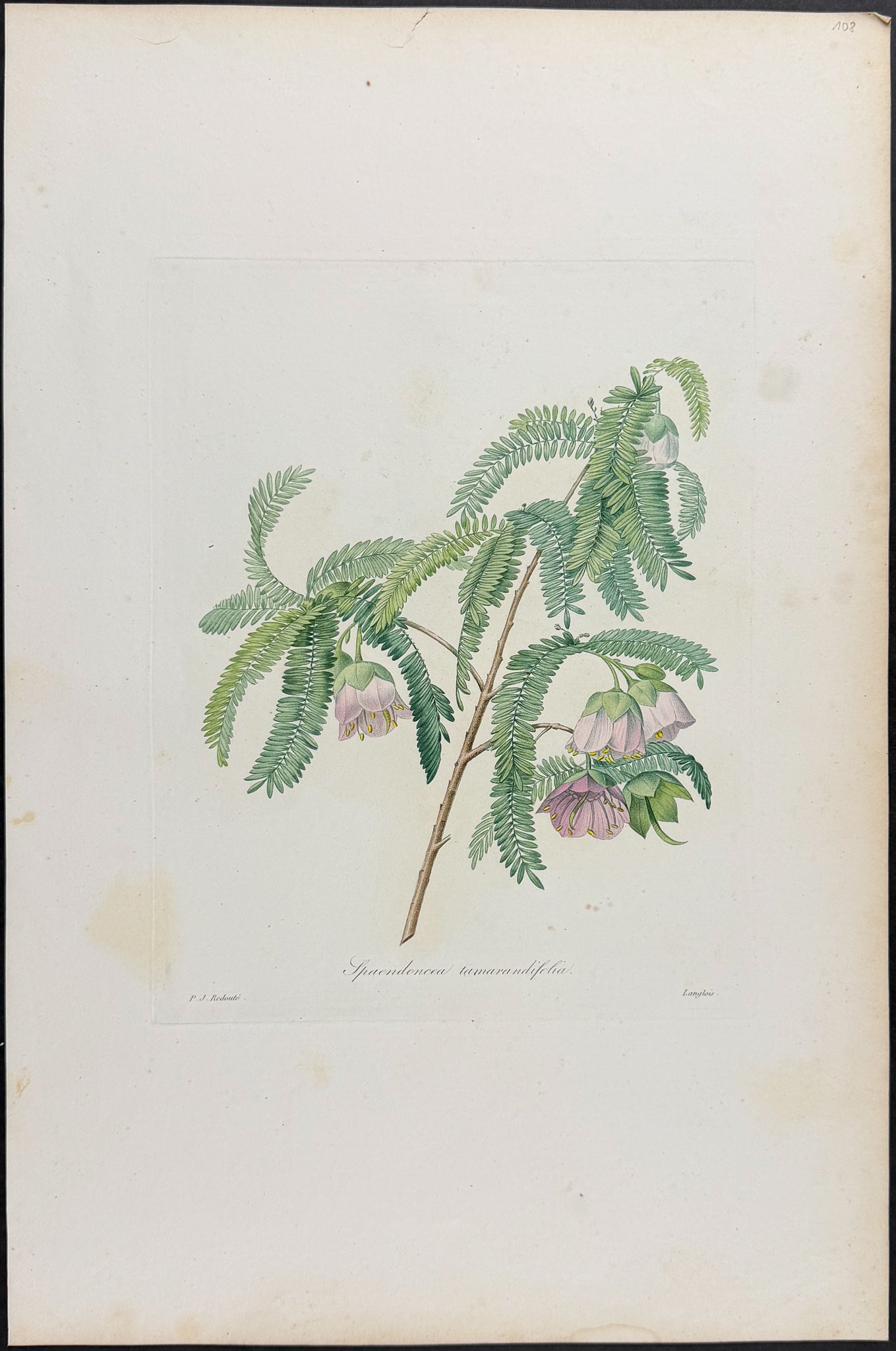 Rose Cactus [Spaendoncea tamarandifolia]