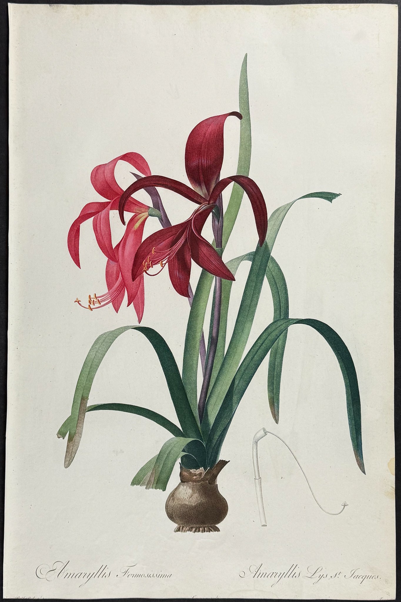 Sprekelia or Aztek Lily (Amaryllis Formosissima)