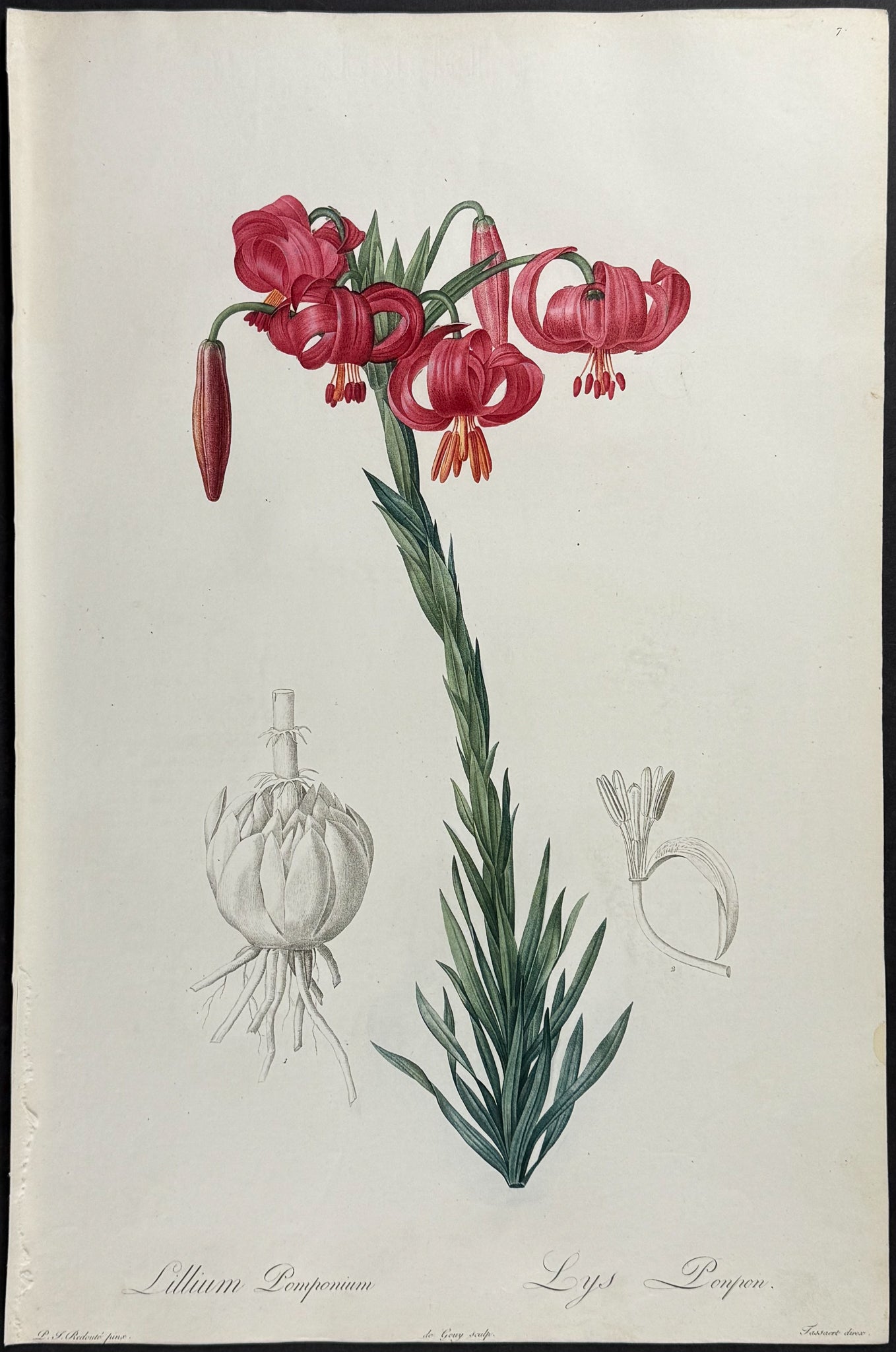 Turban Lily (Lilium Pomponium)