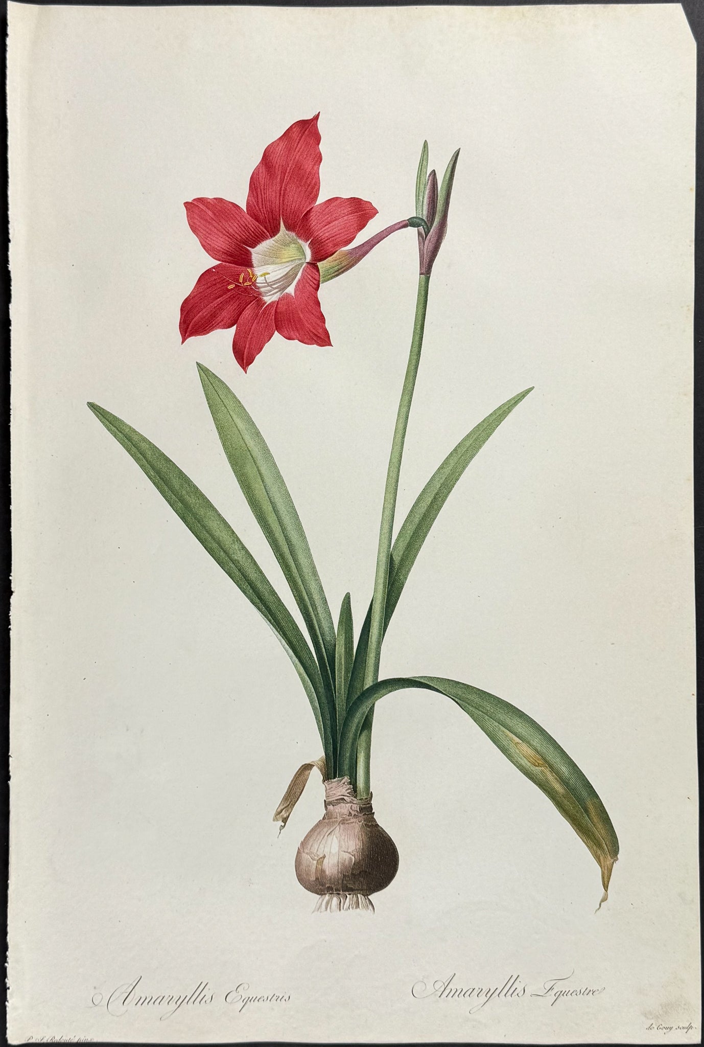 Barbados Lily (Amaryllis Equestris)