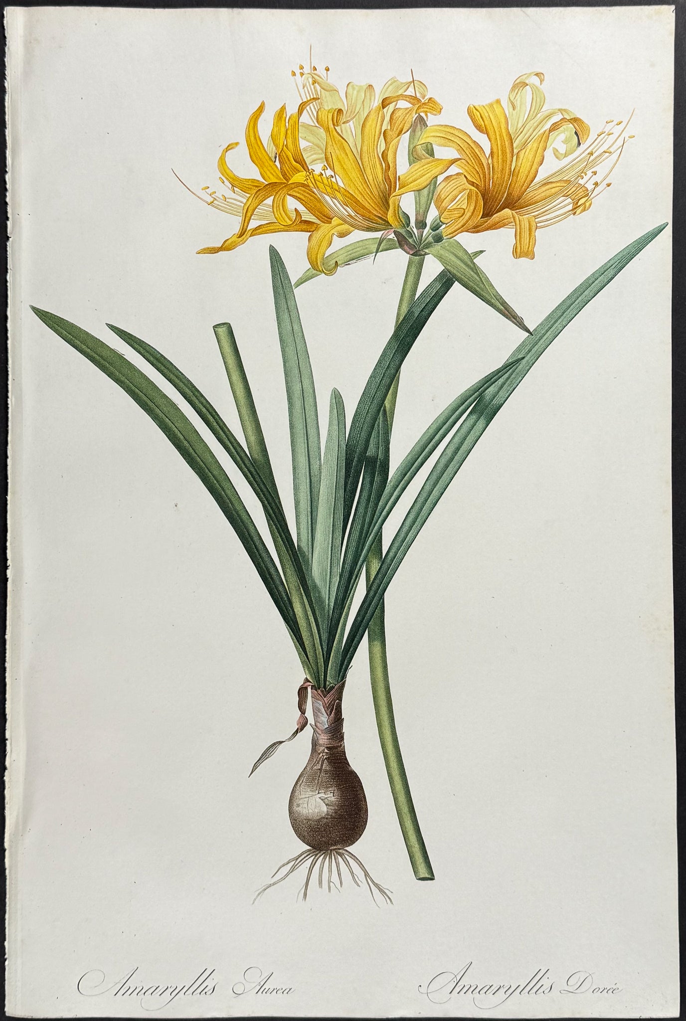 Golden Spider Lily (Amaryllis Aurea)