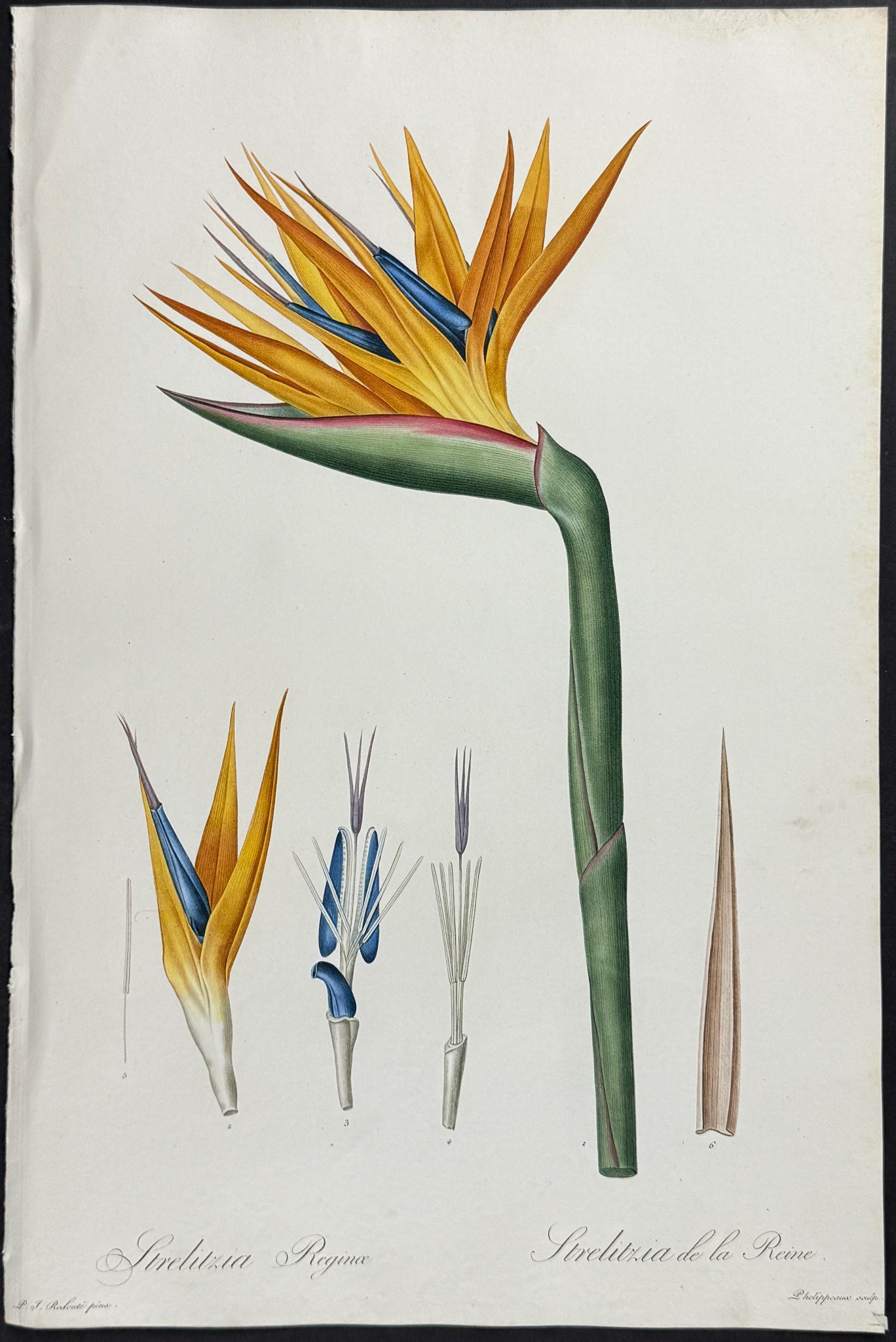 Bird of Paradise Flower (Strelitzia Reginae)