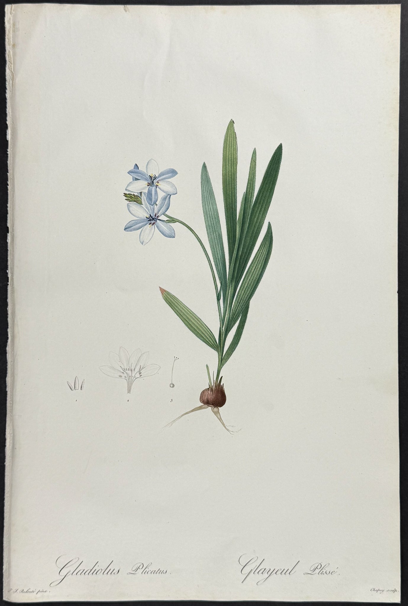 Plaited-leaved Gladiolus (Gladiolus Plicatus)