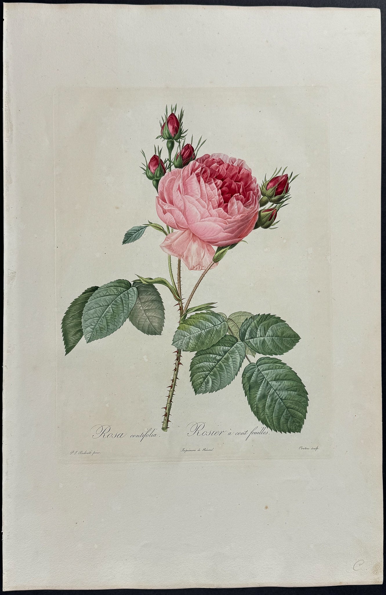 Rose - Rosa centifolia