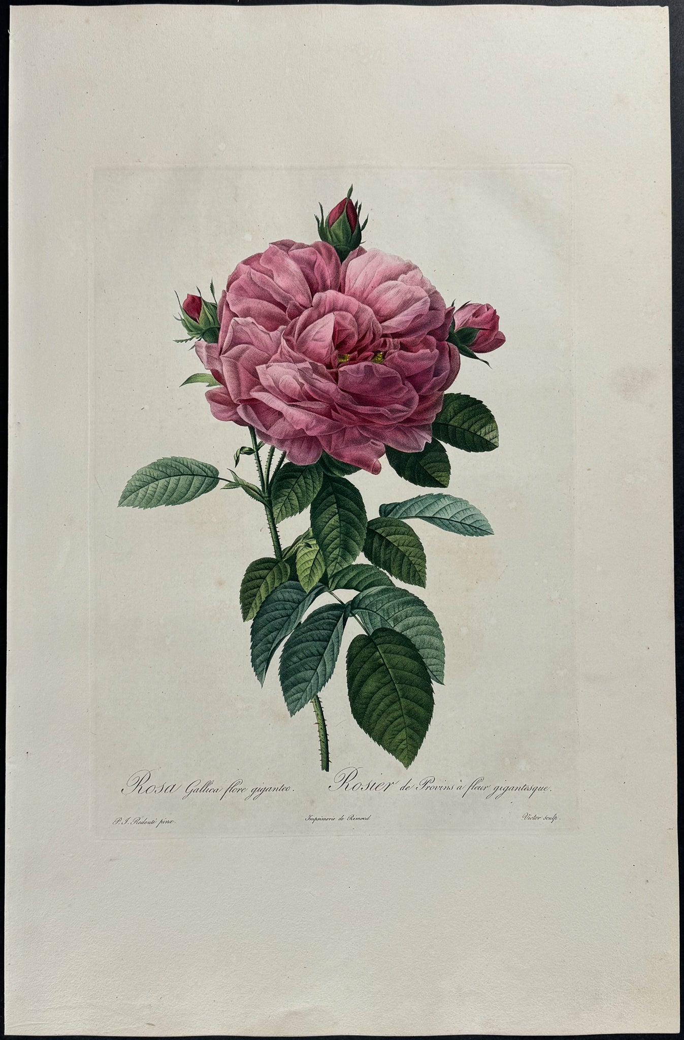 Rose - Rosa gallica flore giganteo