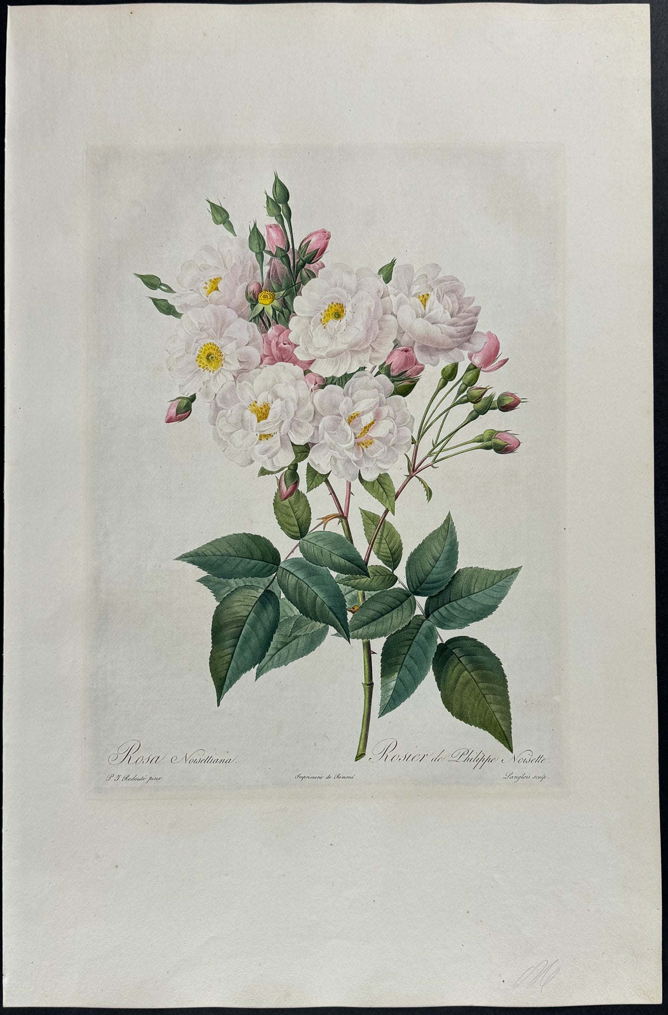 Rose - Rosa noisettiana