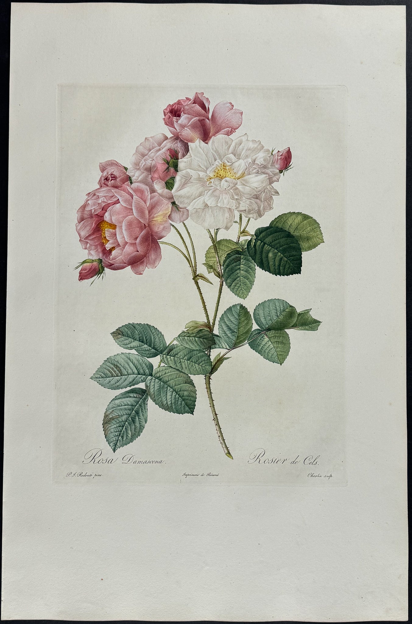 Rose - Rosa damascena