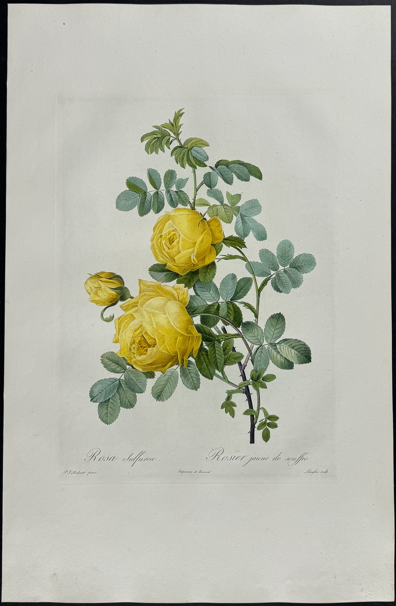 Rose - Rosa sulfurea