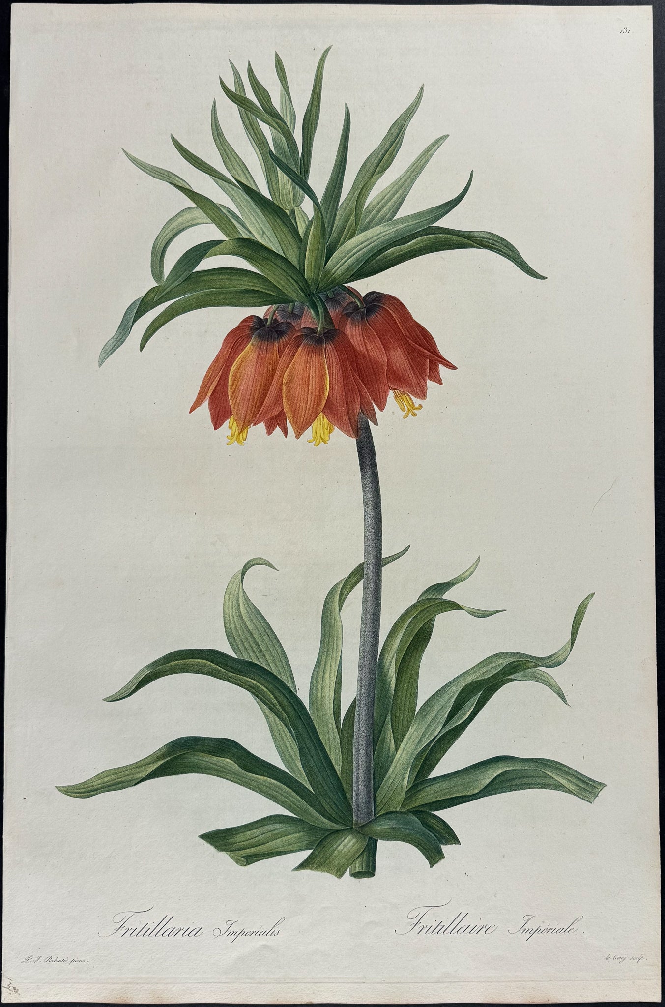 Crown Imperial Lily - Fritillaria Imperialis