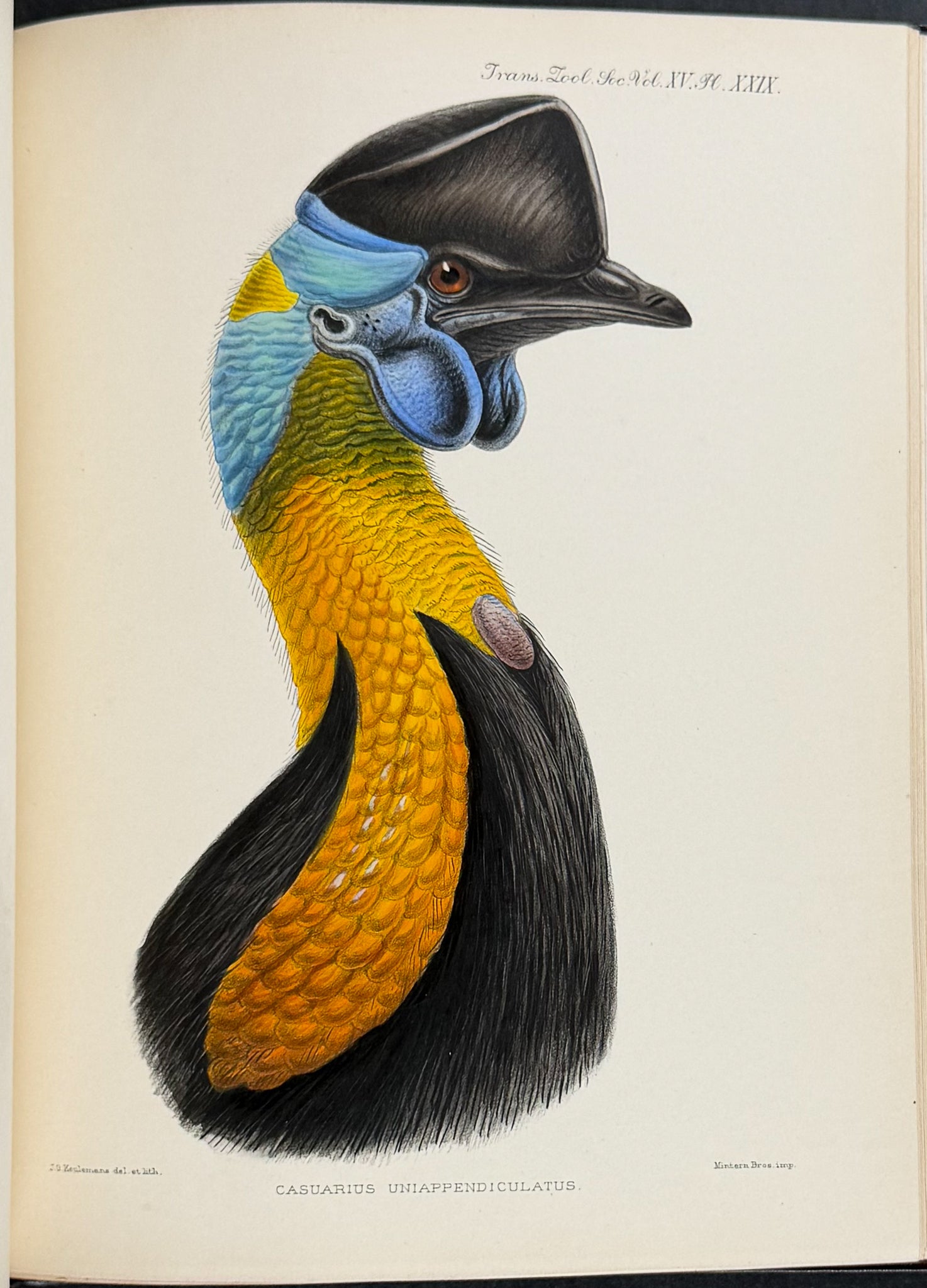 A Monograph of the Genus Casuarius