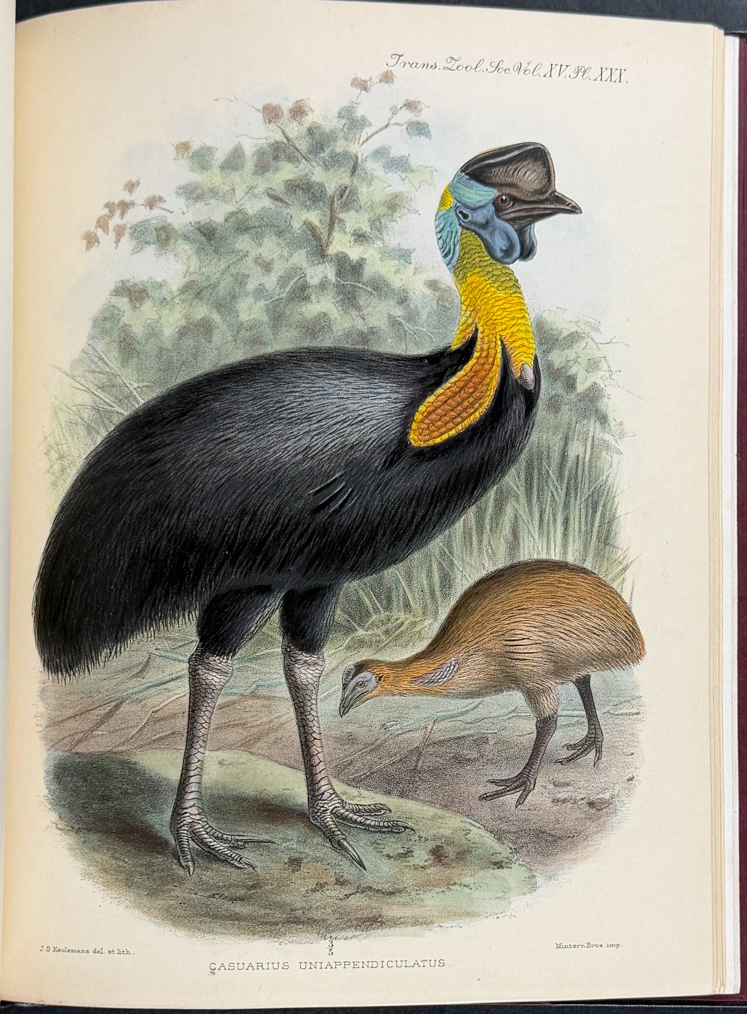 A Monograph of the Genus Casuarius