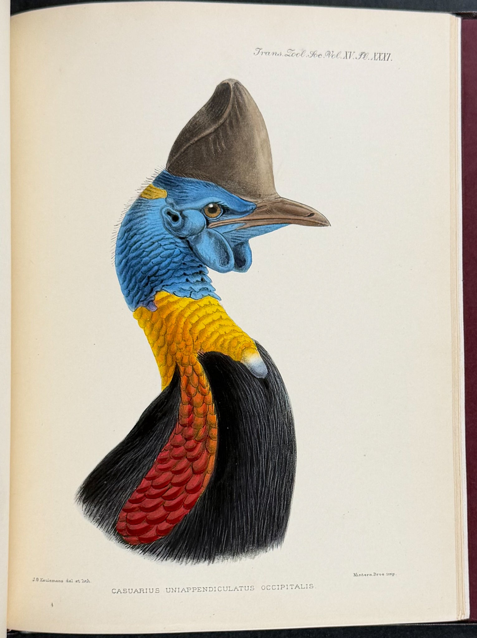 A Monograph of the Genus Casuarius