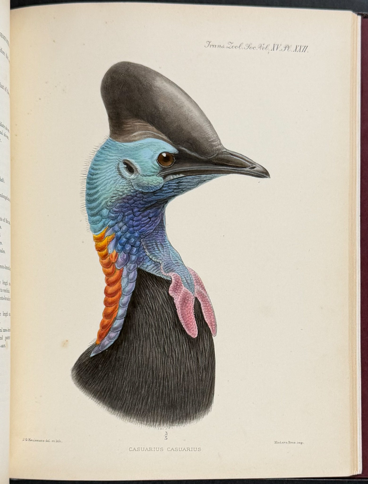 A Monograph of the Genus Casuarius