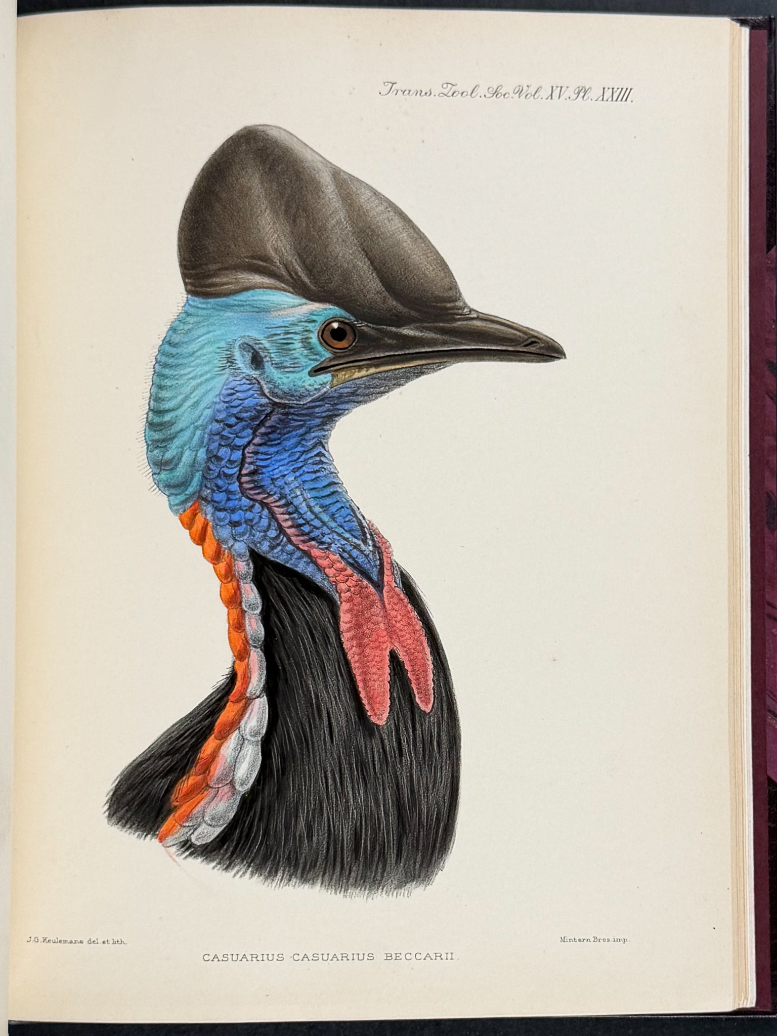 A Monograph of the Genus Casuarius