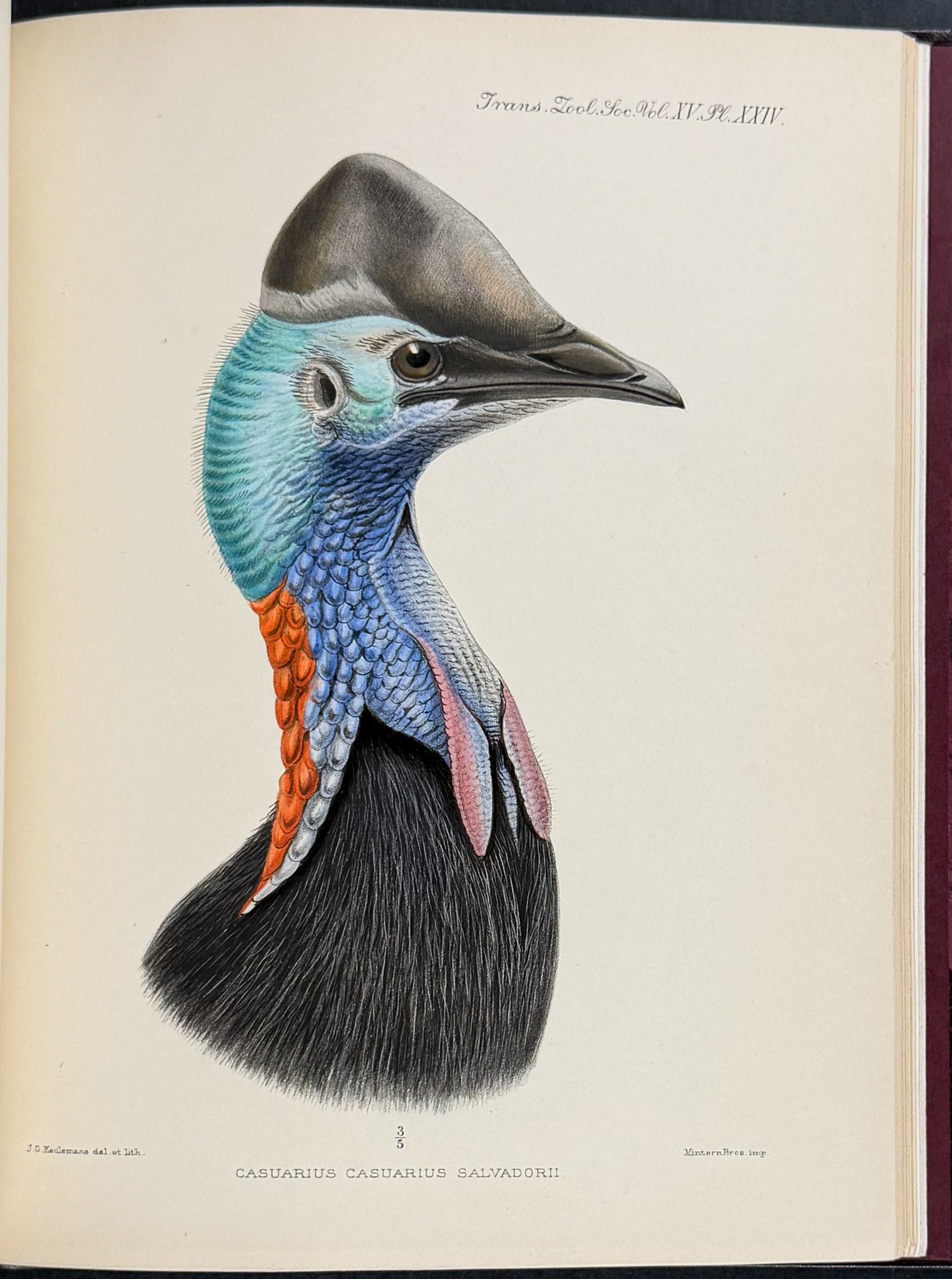 A Monograph of the Genus Casuarius
