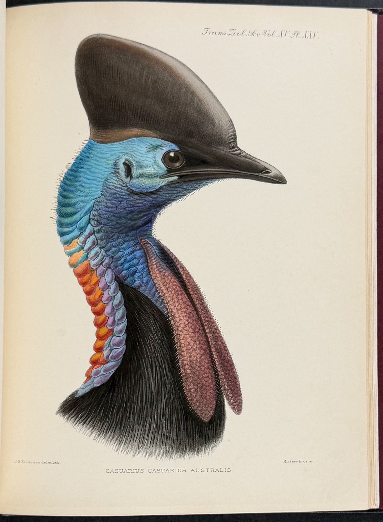 A Monograph of the Genus Casuarius