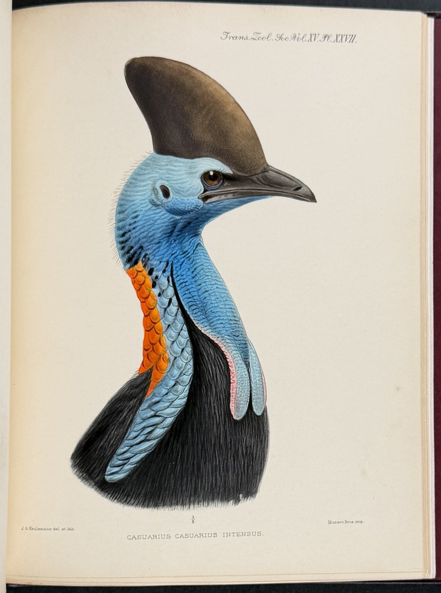 A Monograph of the Genus Casuarius