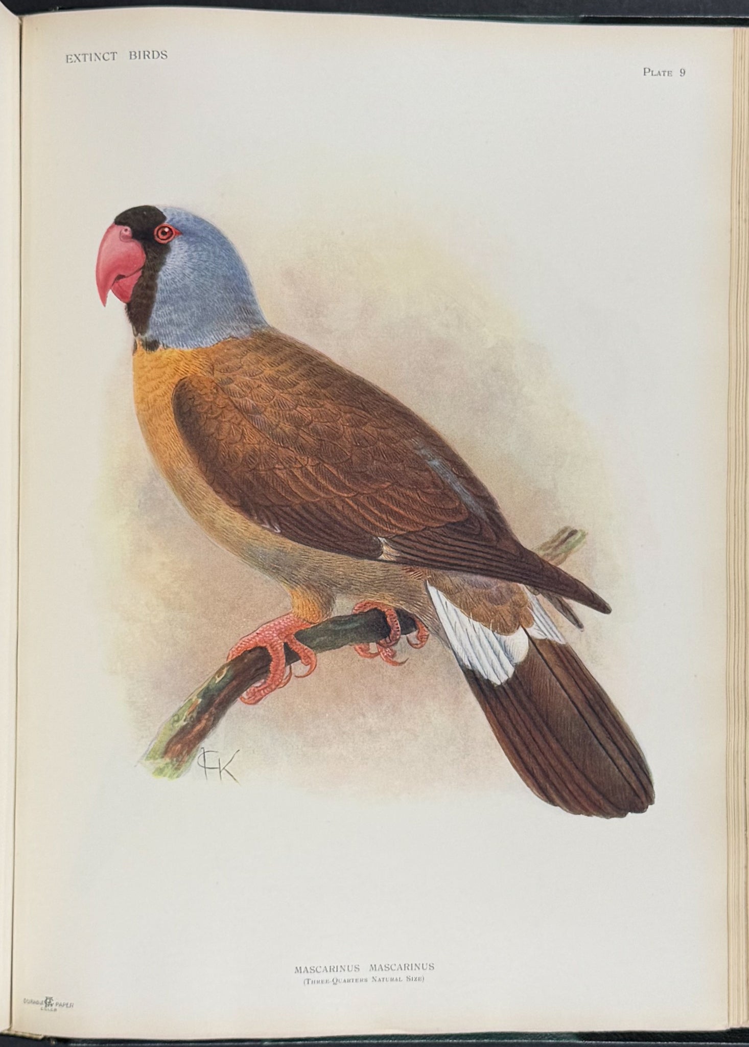 Extinct Birds