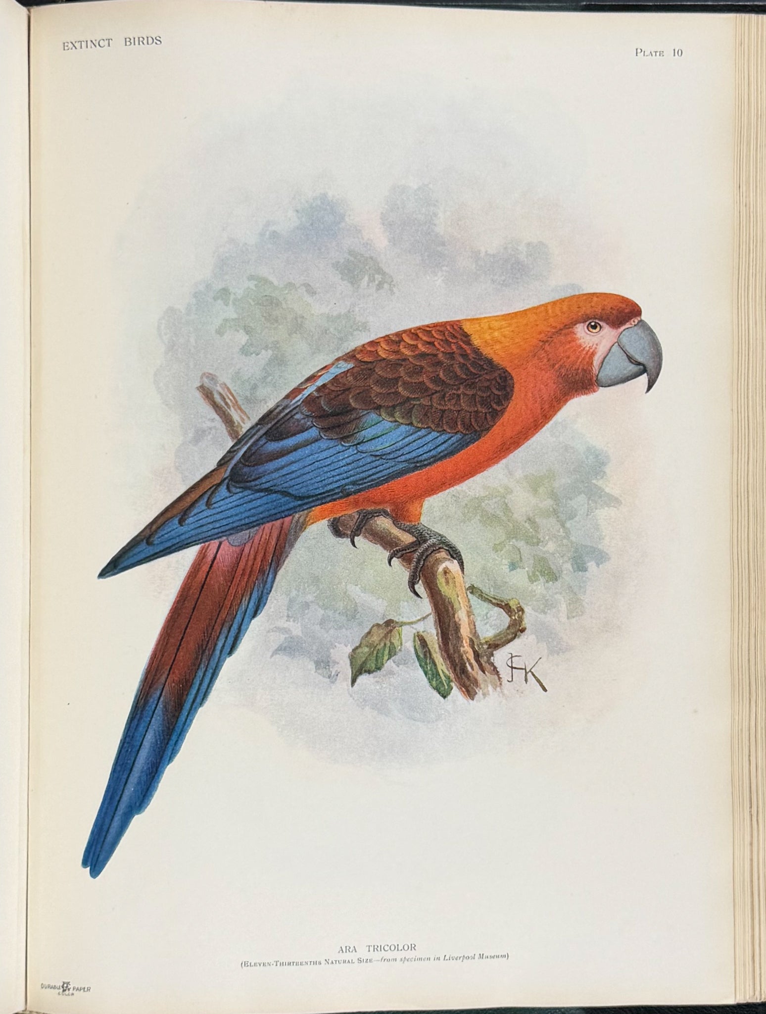 Extinct Birds