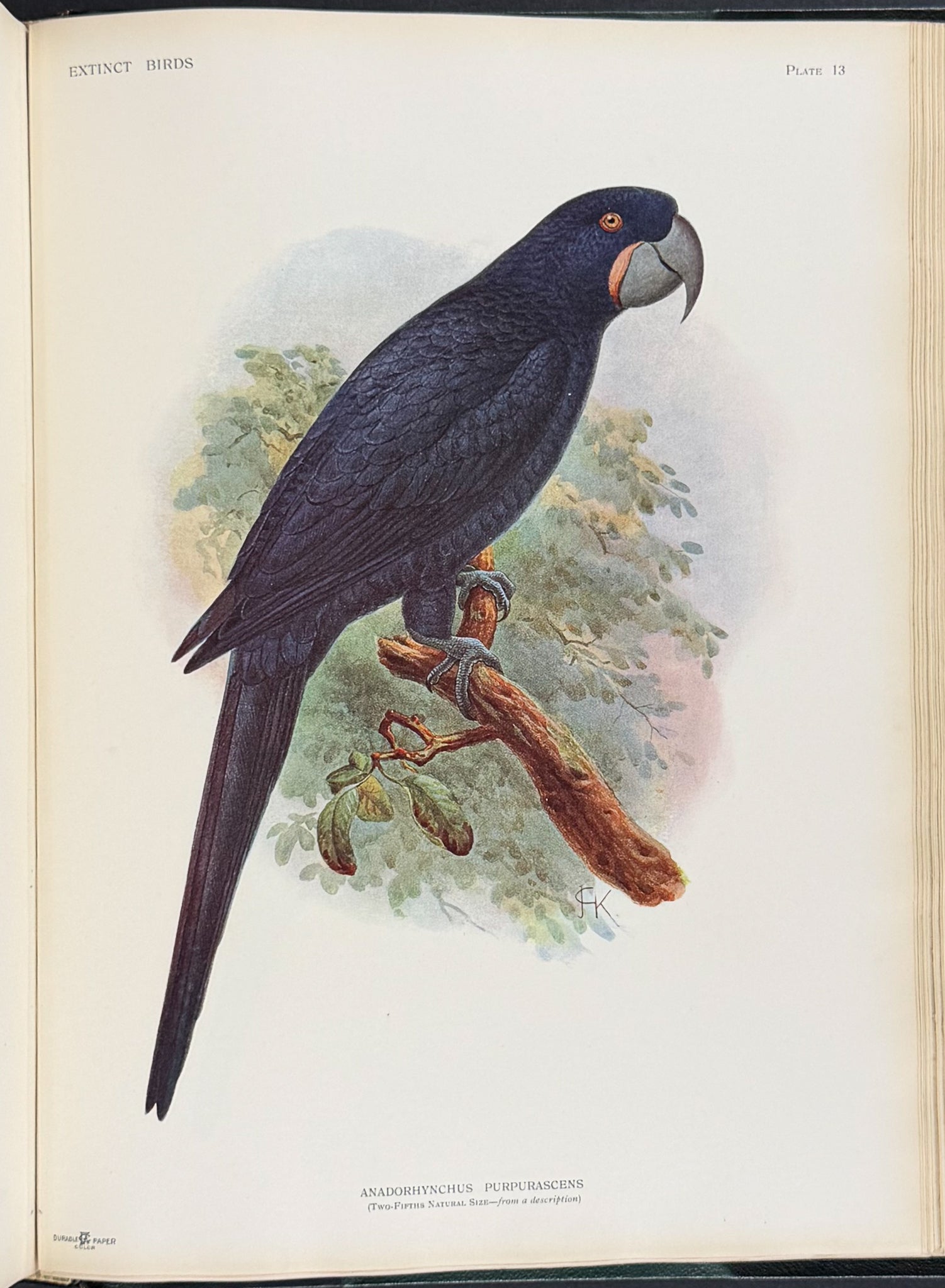 Extinct Birds