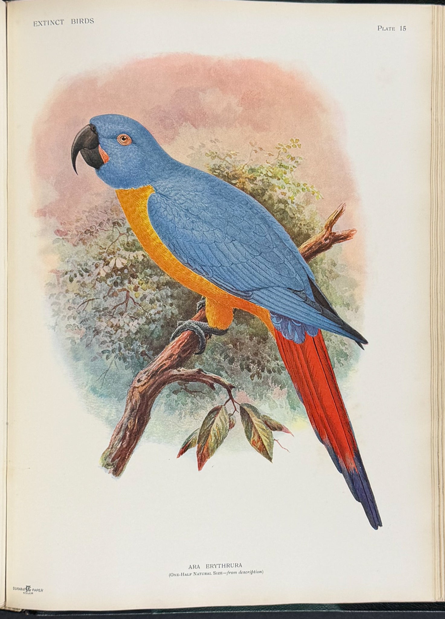 Extinct Birds