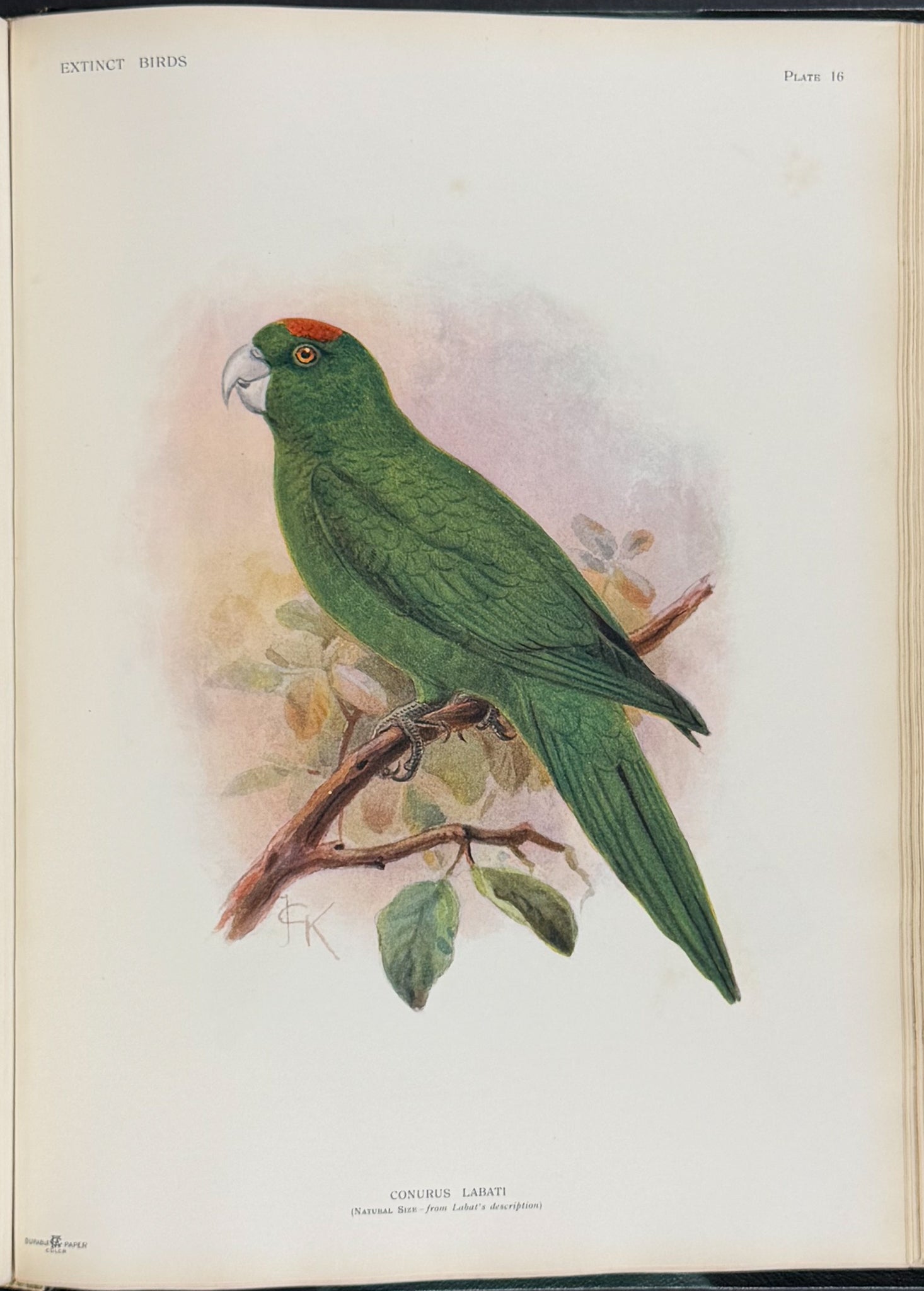 Extinct Birds