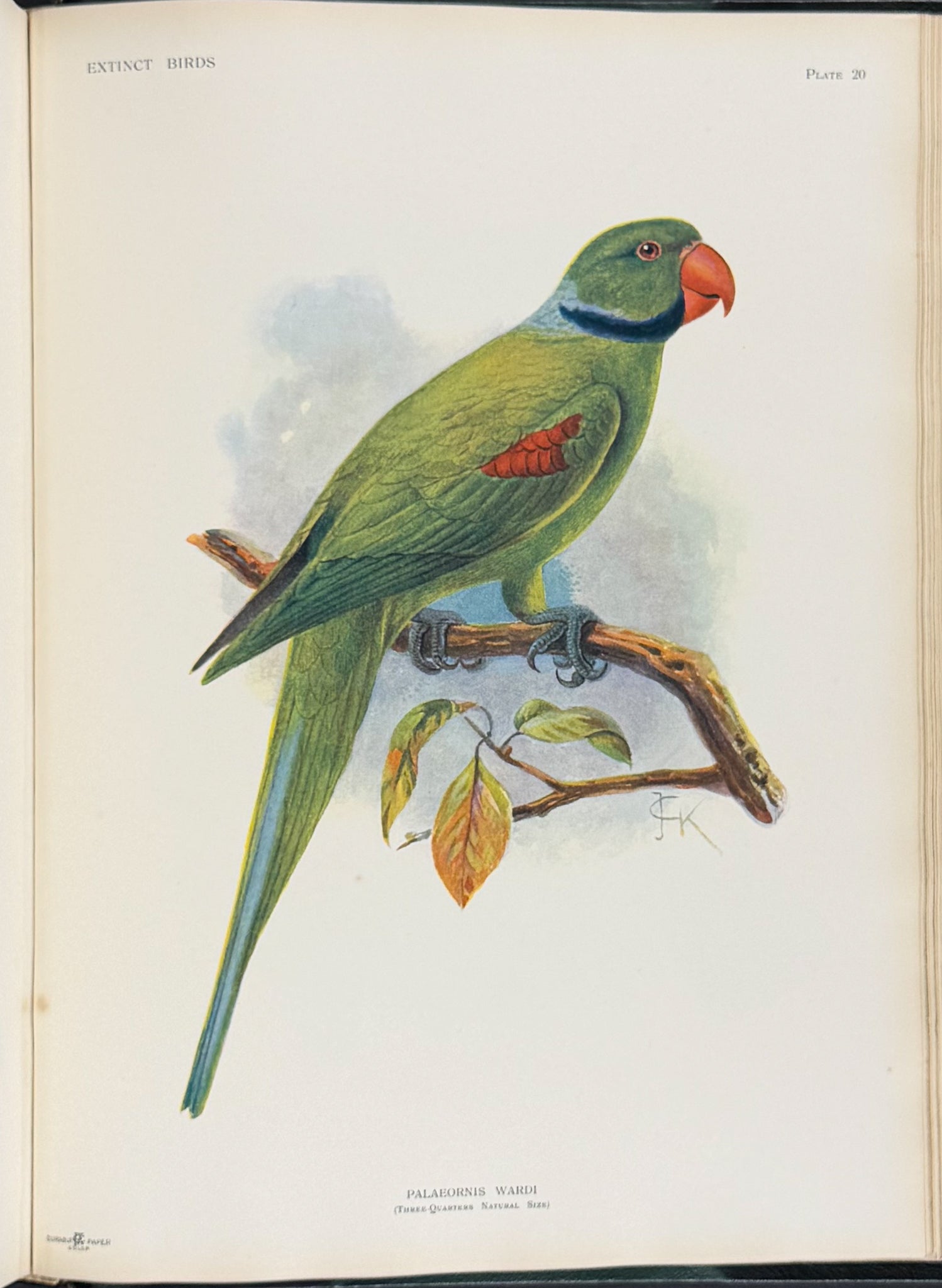 Extinct Birds