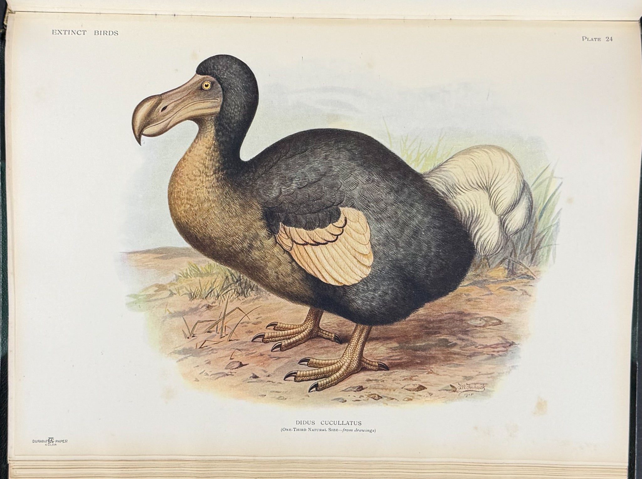 Extinct Birds