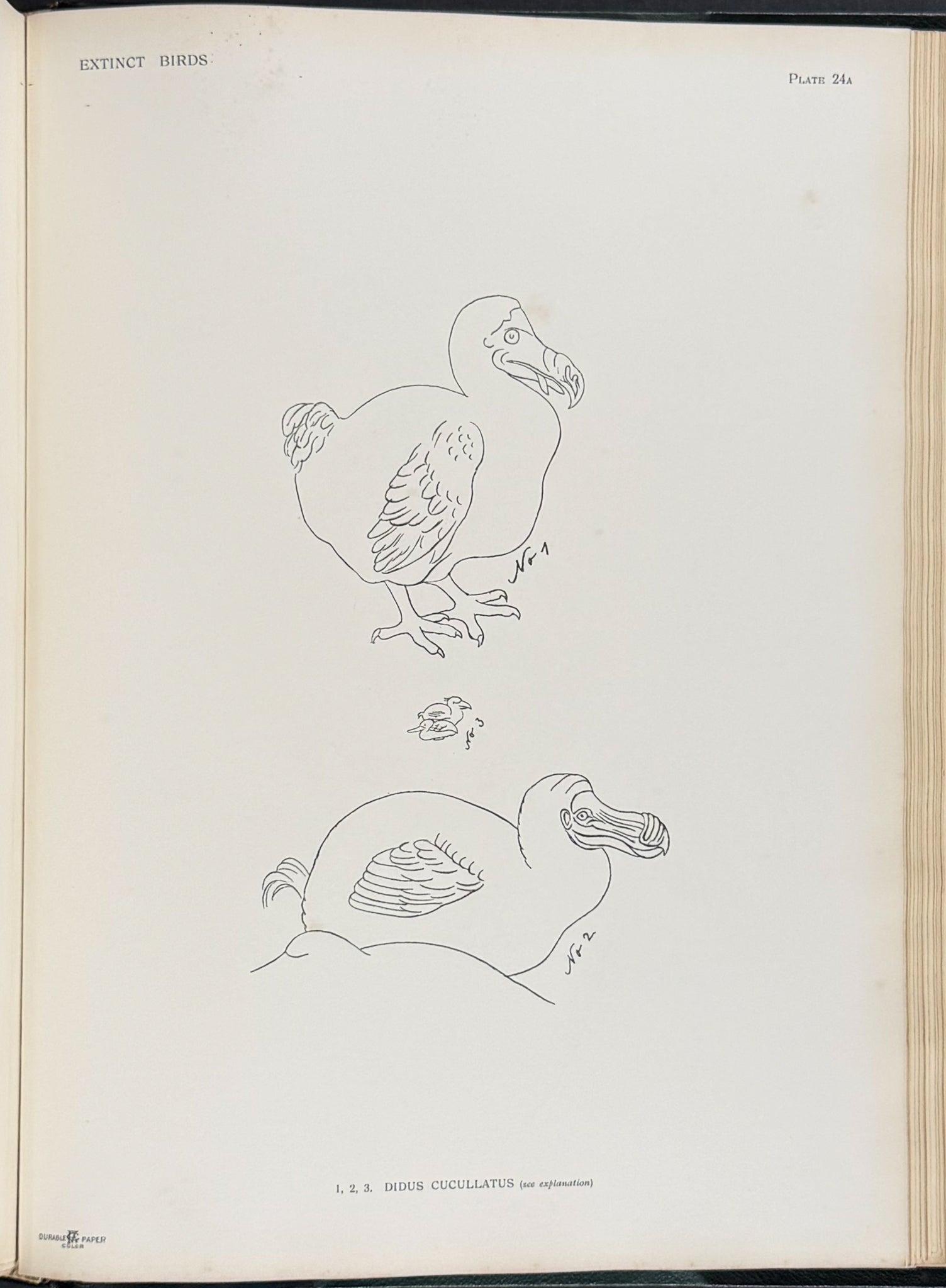 Extinct Birds