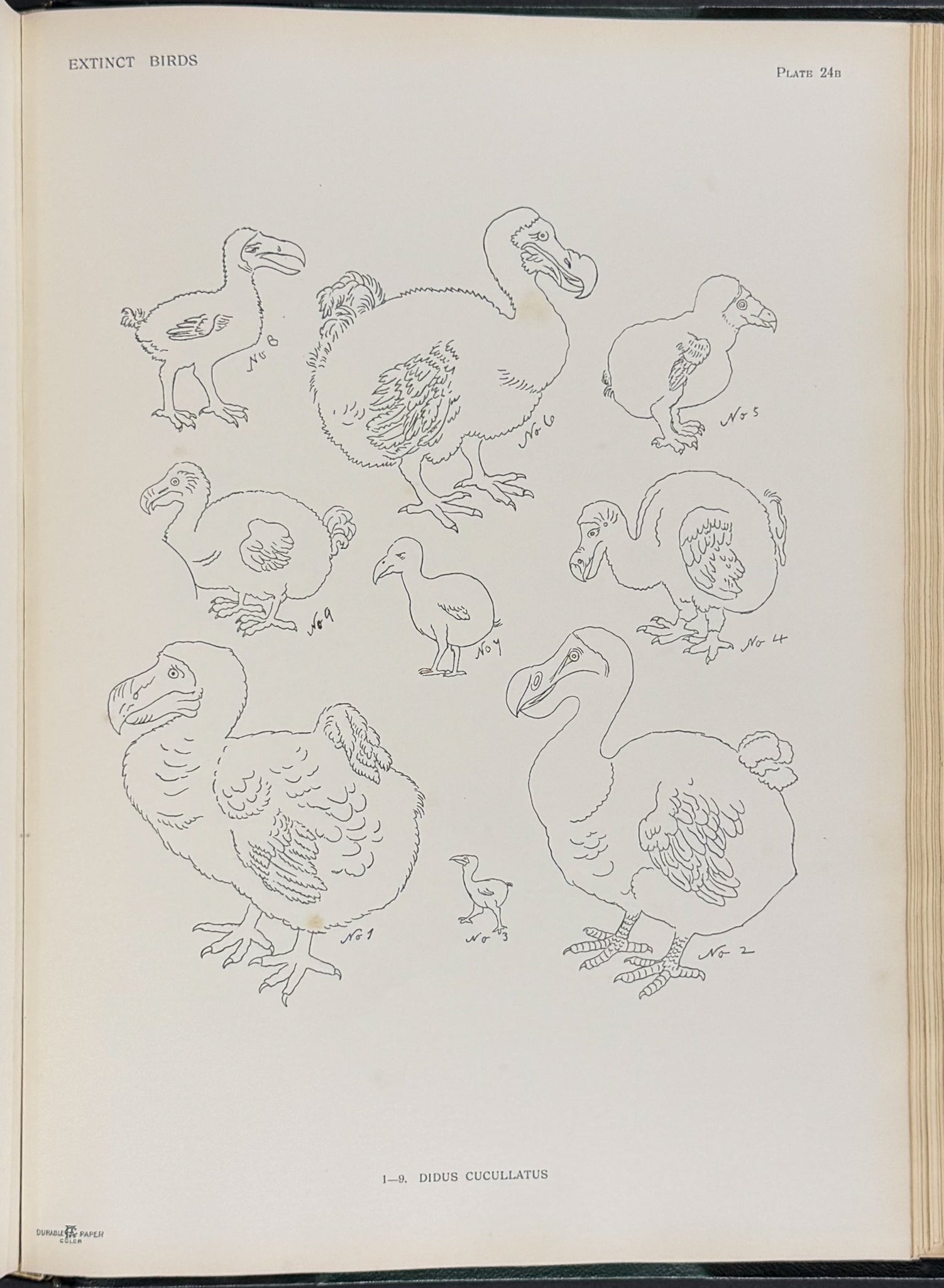 Extinct Birds