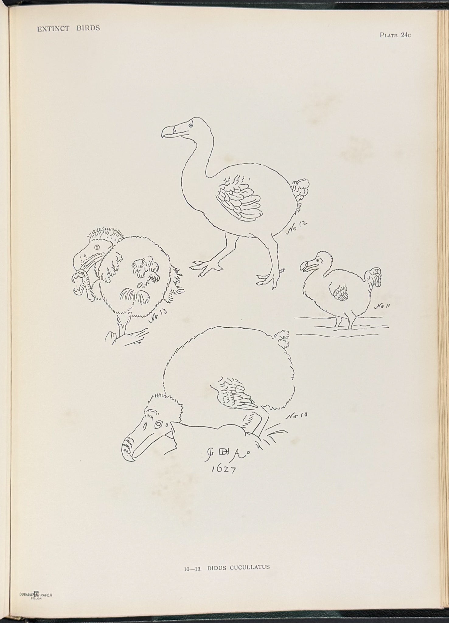 Extinct Birds