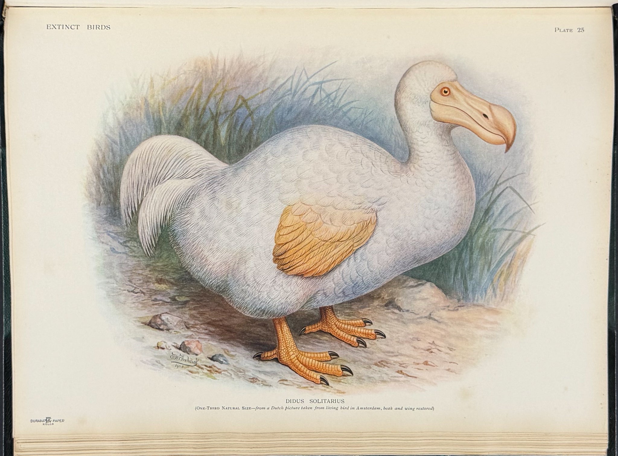 Extinct Birds