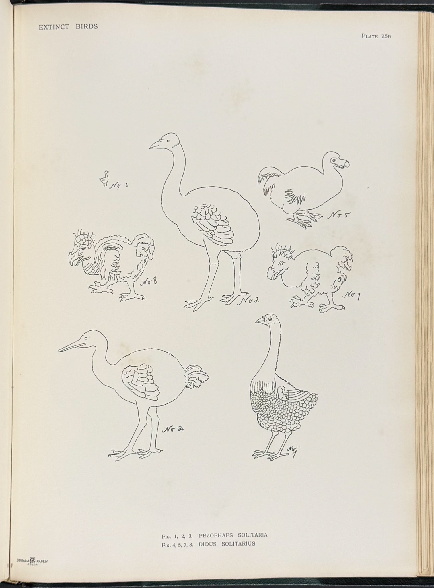 Extinct Birds
