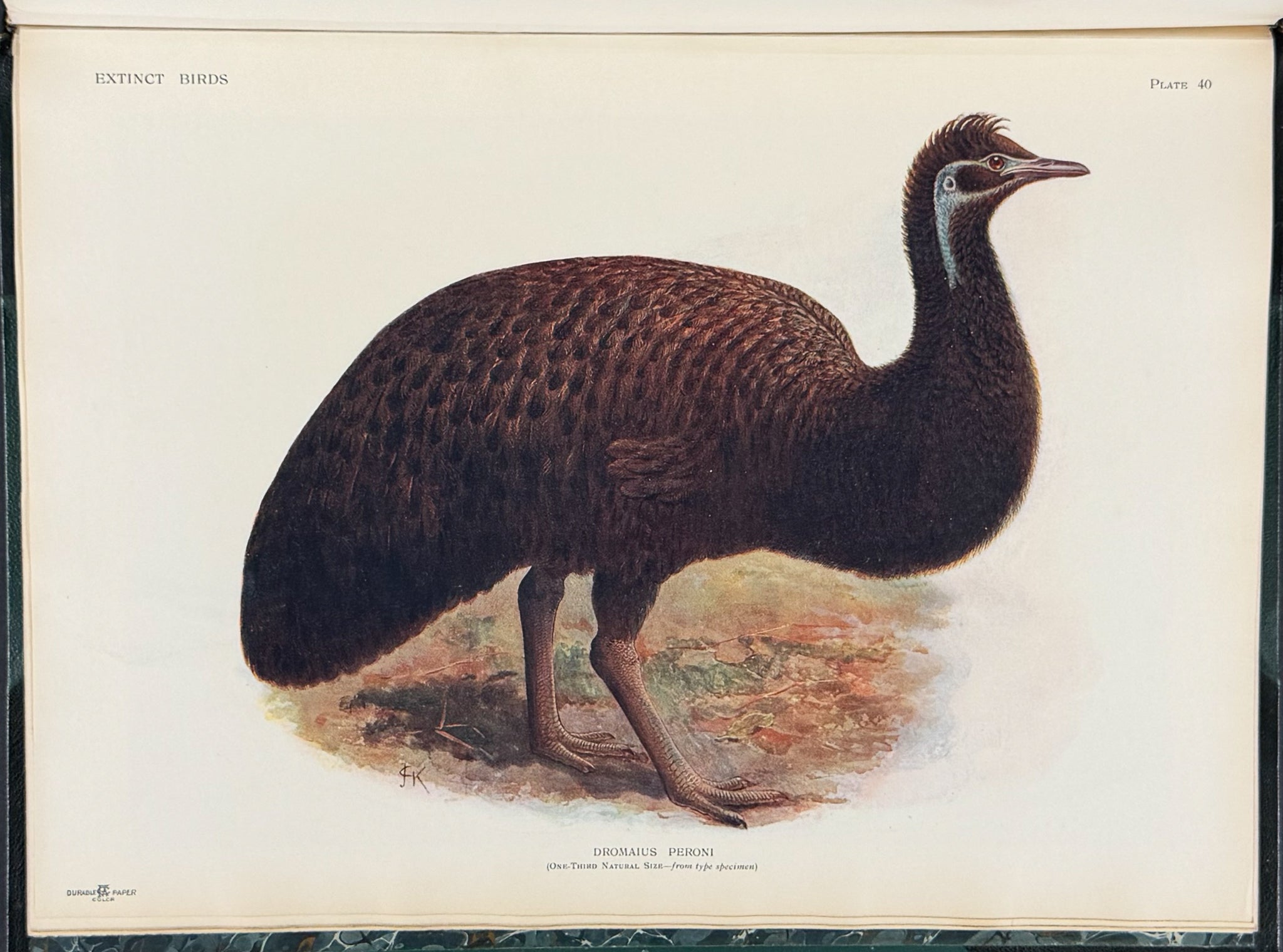 Extinct Birds
